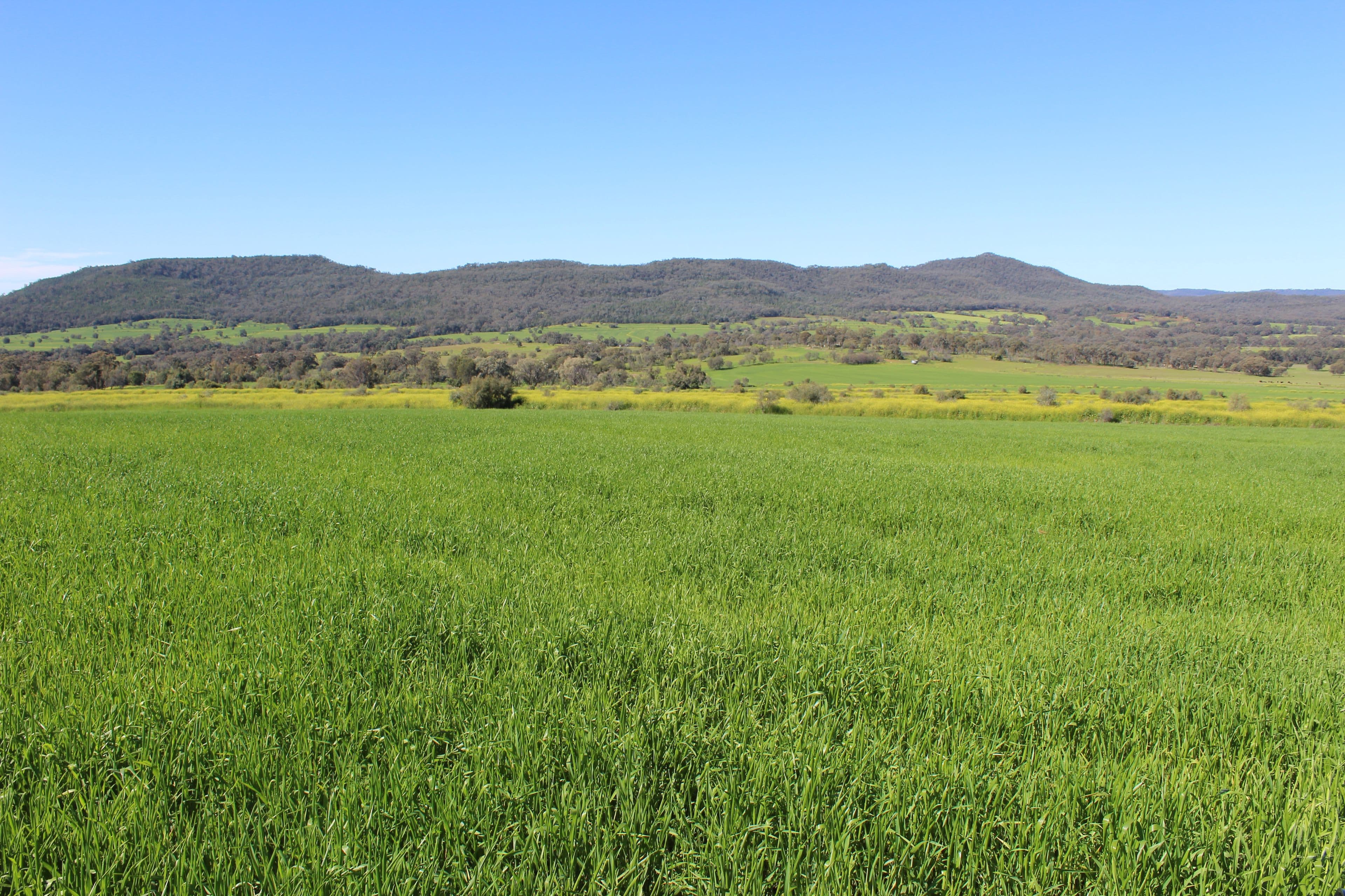 Bellata NSW 2397, Bellata - Thumbnail 4