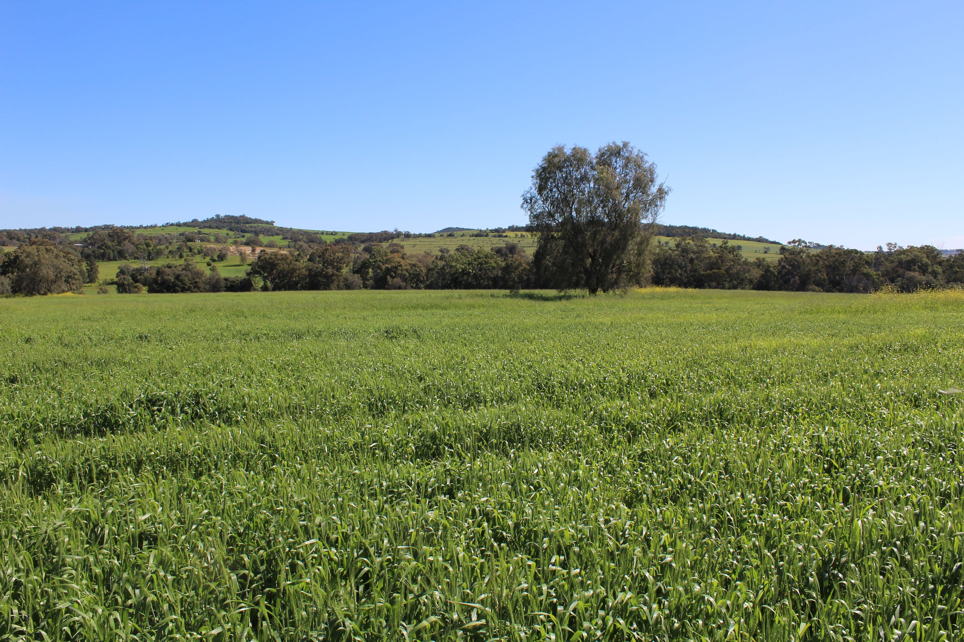 Bellata NSW 2397, Bellata - Thumbnail 2