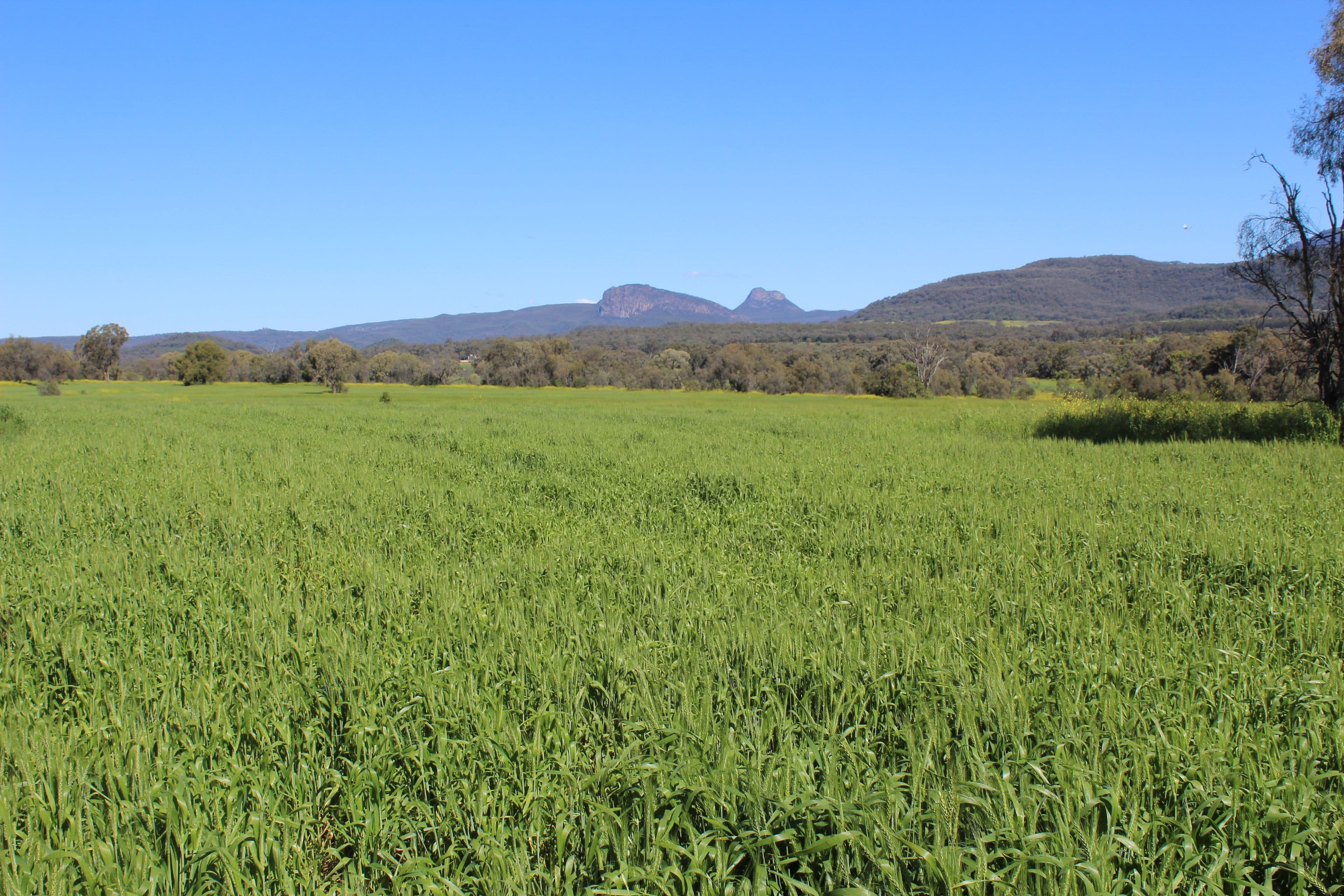 Bellata NSW 2397, Bellata - Image 1