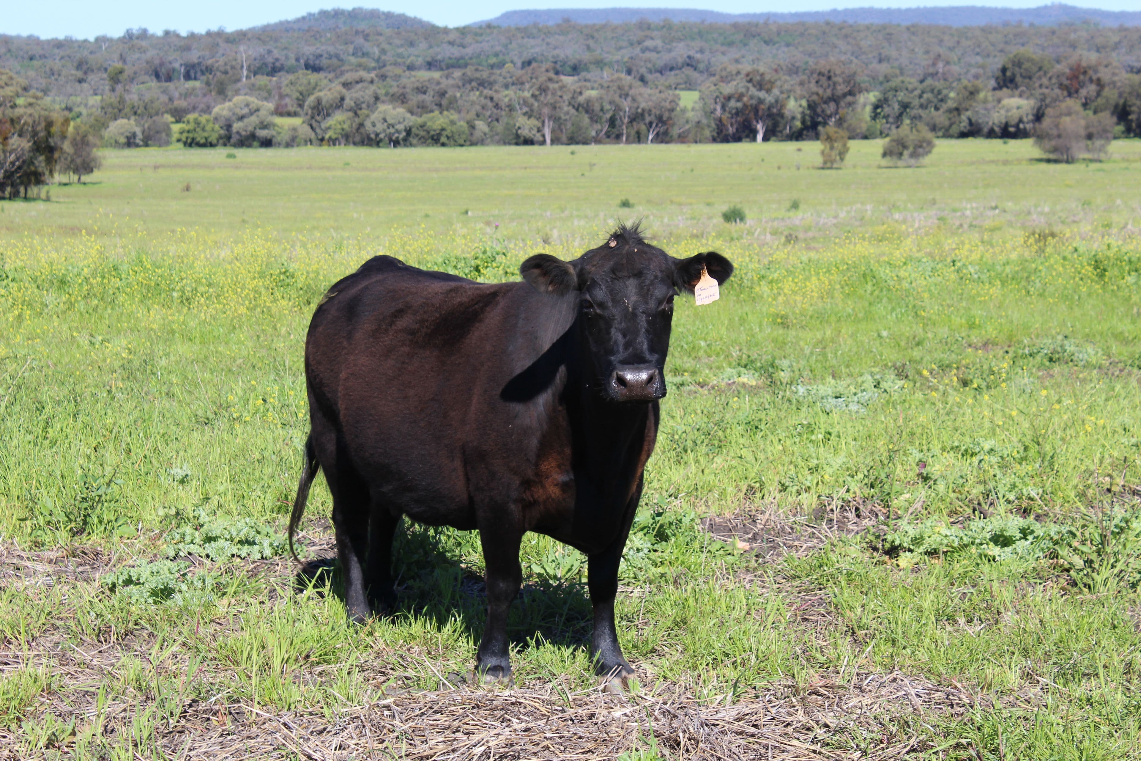 Bellata NSW 2397, Bellata - Thumbnail 6