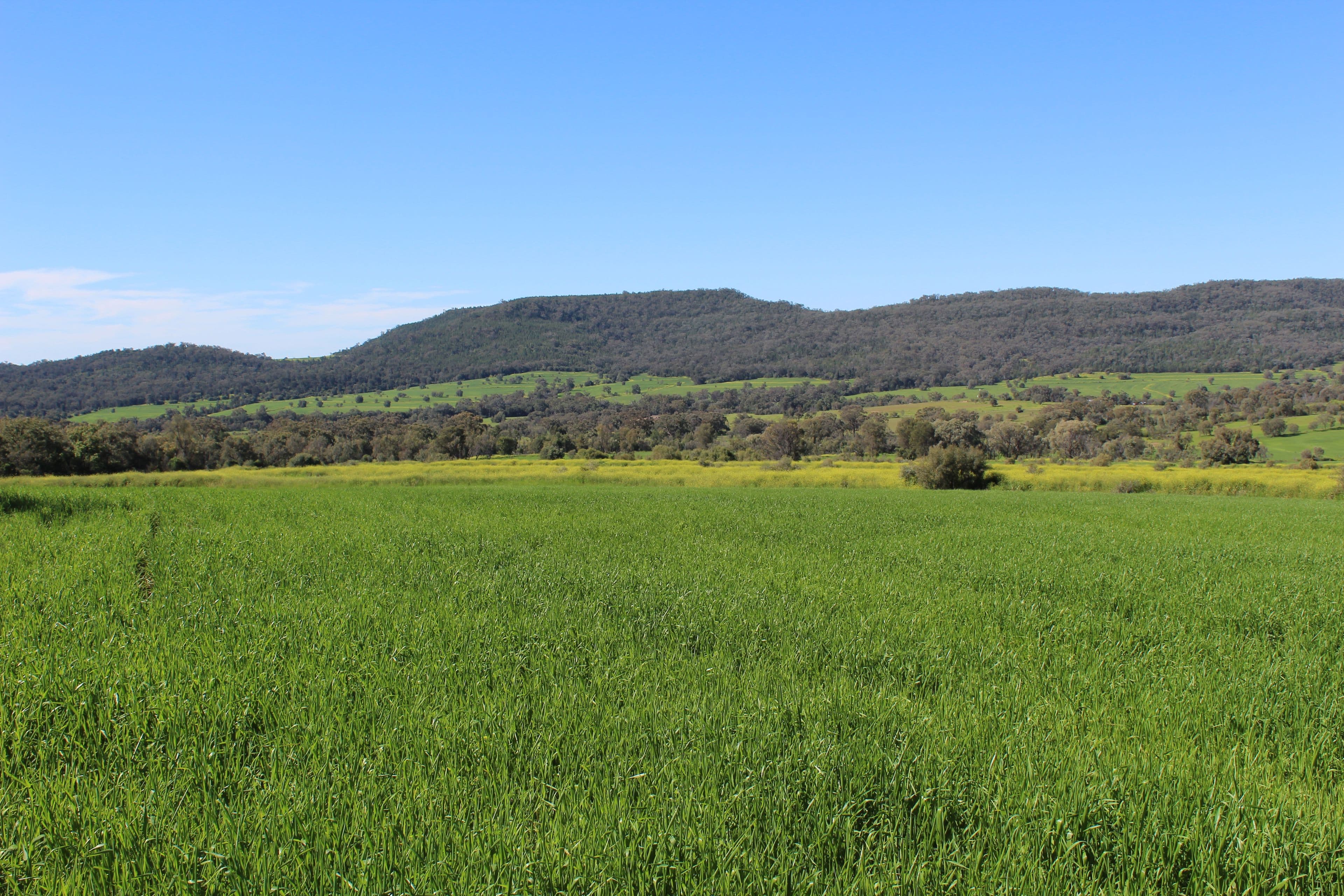 Bellata NSW 2397, Bellata - Thumbnail 5