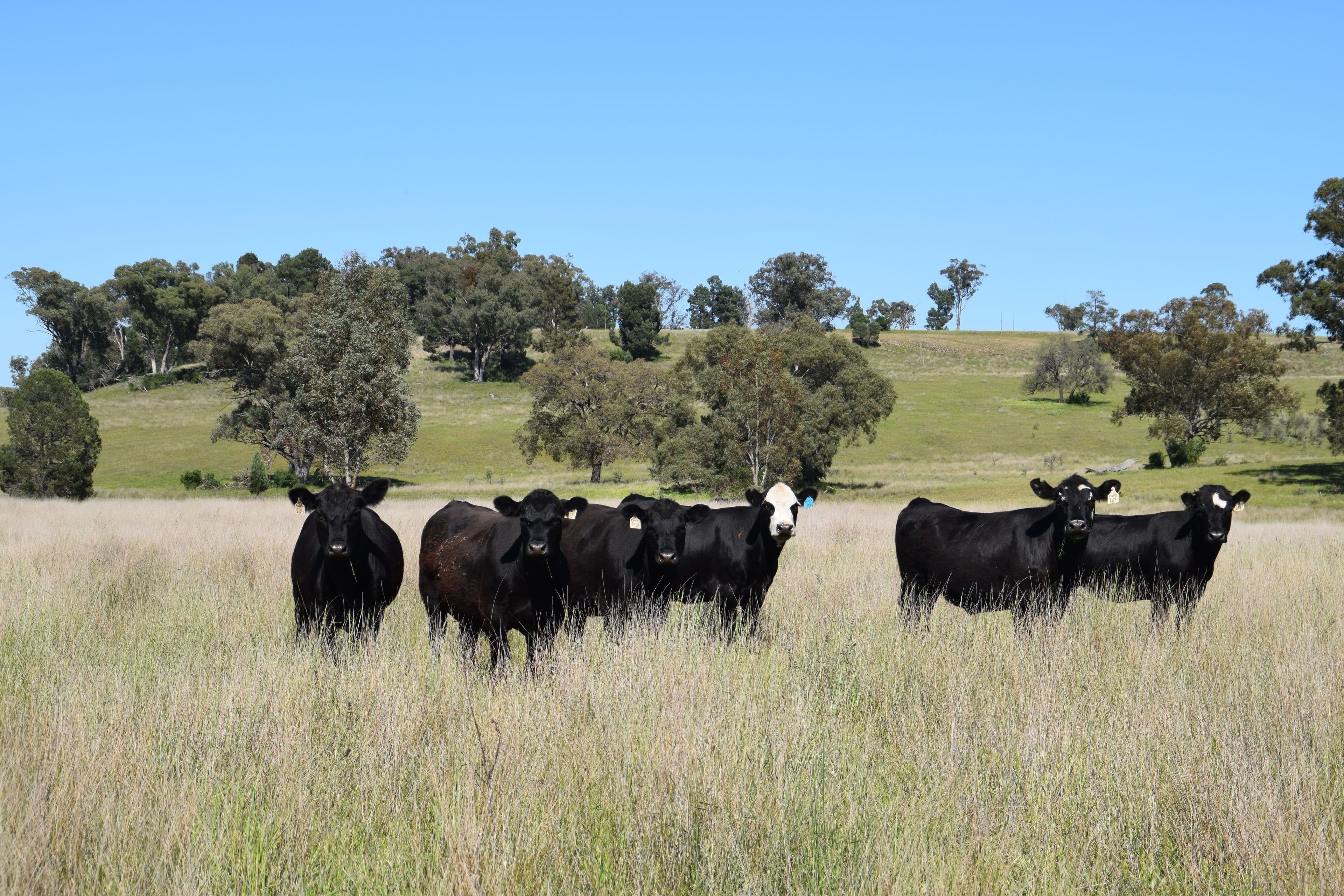 'Marrington East' Mendooran Road, Dubbo NSW 2830, Dubbo - Image 1