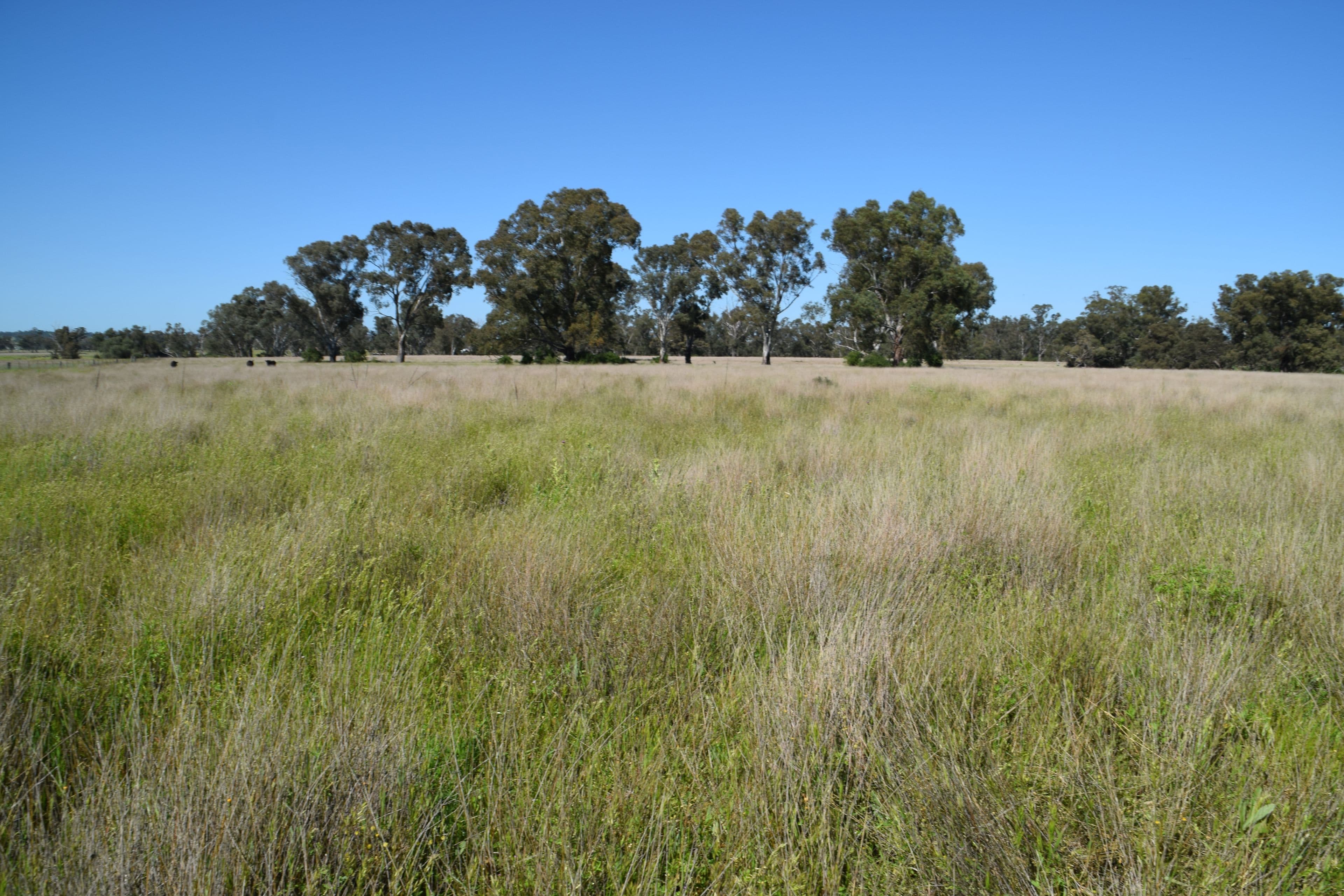 'Marrington East' Mendooran Road, Dubbo NSW 2830, Dubbo - Thumbnail 7