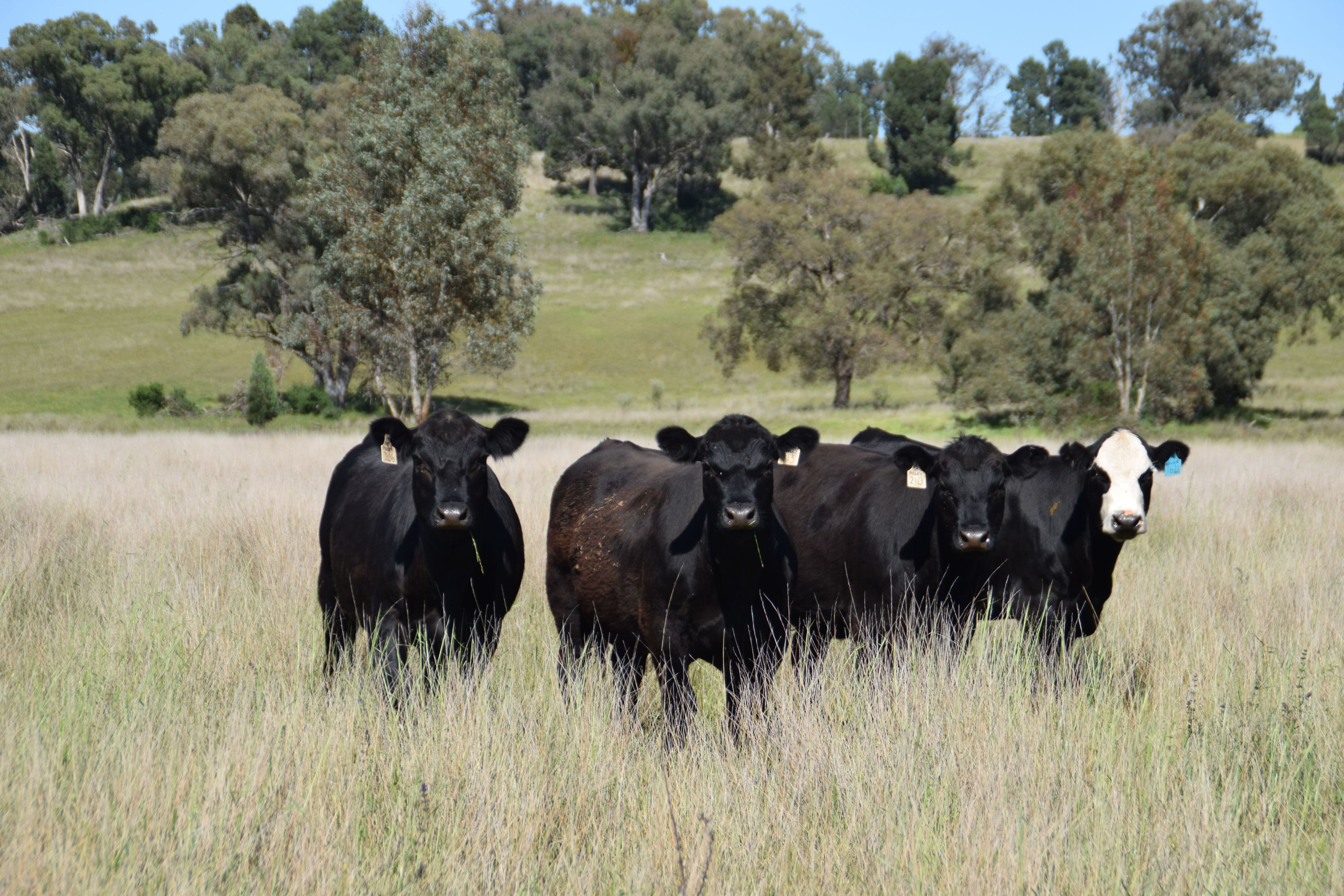 'Marrington East' Mendooran Road, Dubbo NSW 2830, Dubbo - Thumbnail 5