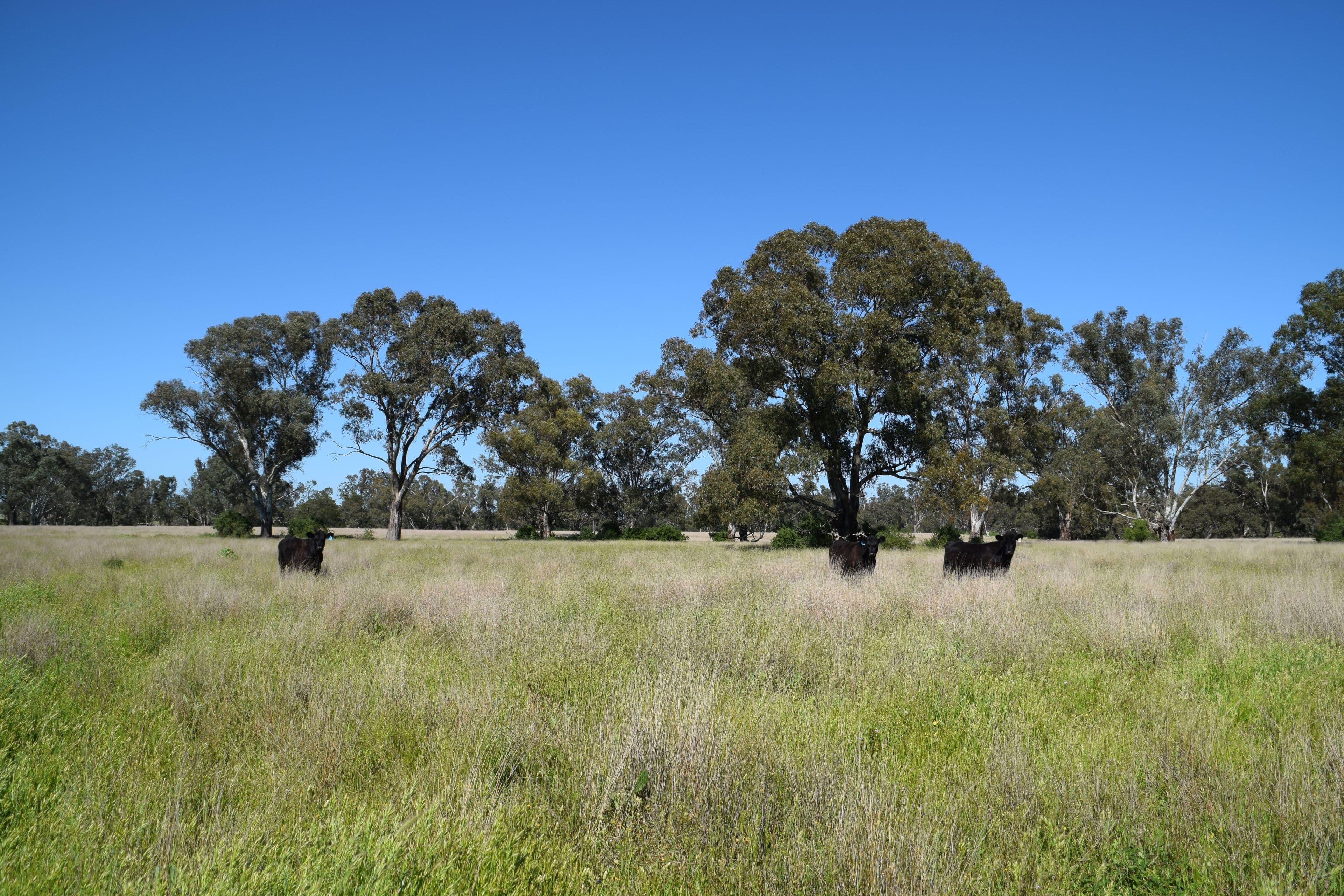 'Marrington East' Mendooran Road, Dubbo NSW 2830, Dubbo - Thumbnail 8