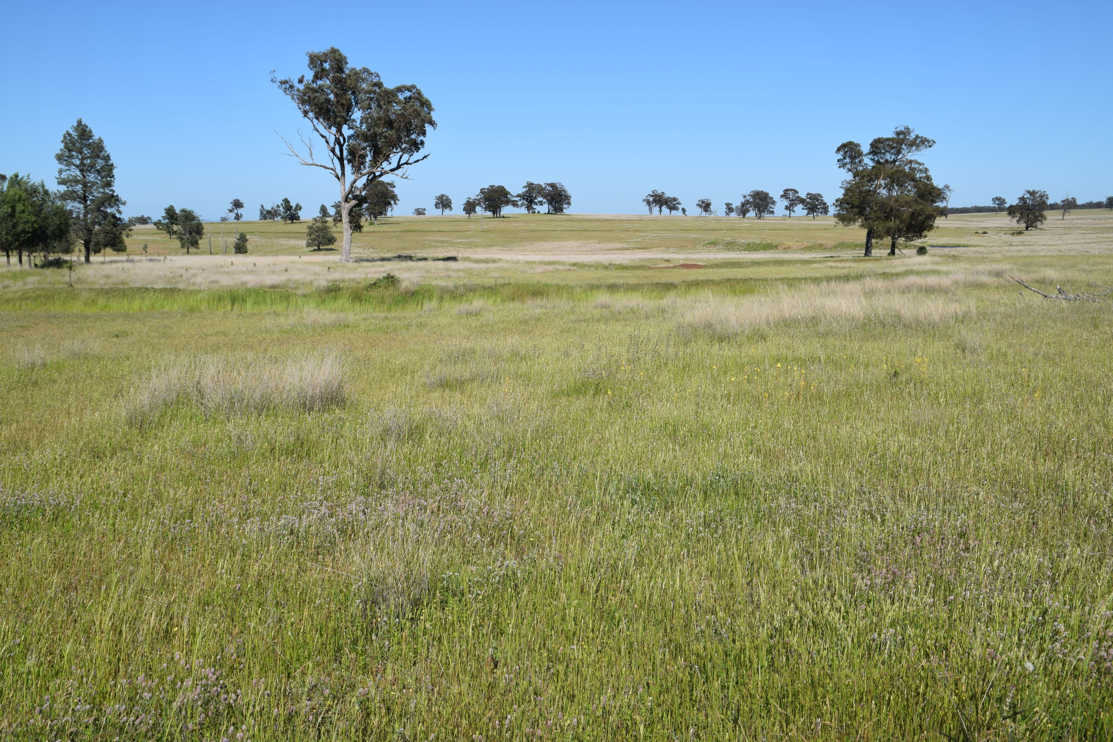 'Marrington East' Mendooran Road, Dubbo NSW 2830, Dubbo - Thumbnail 3