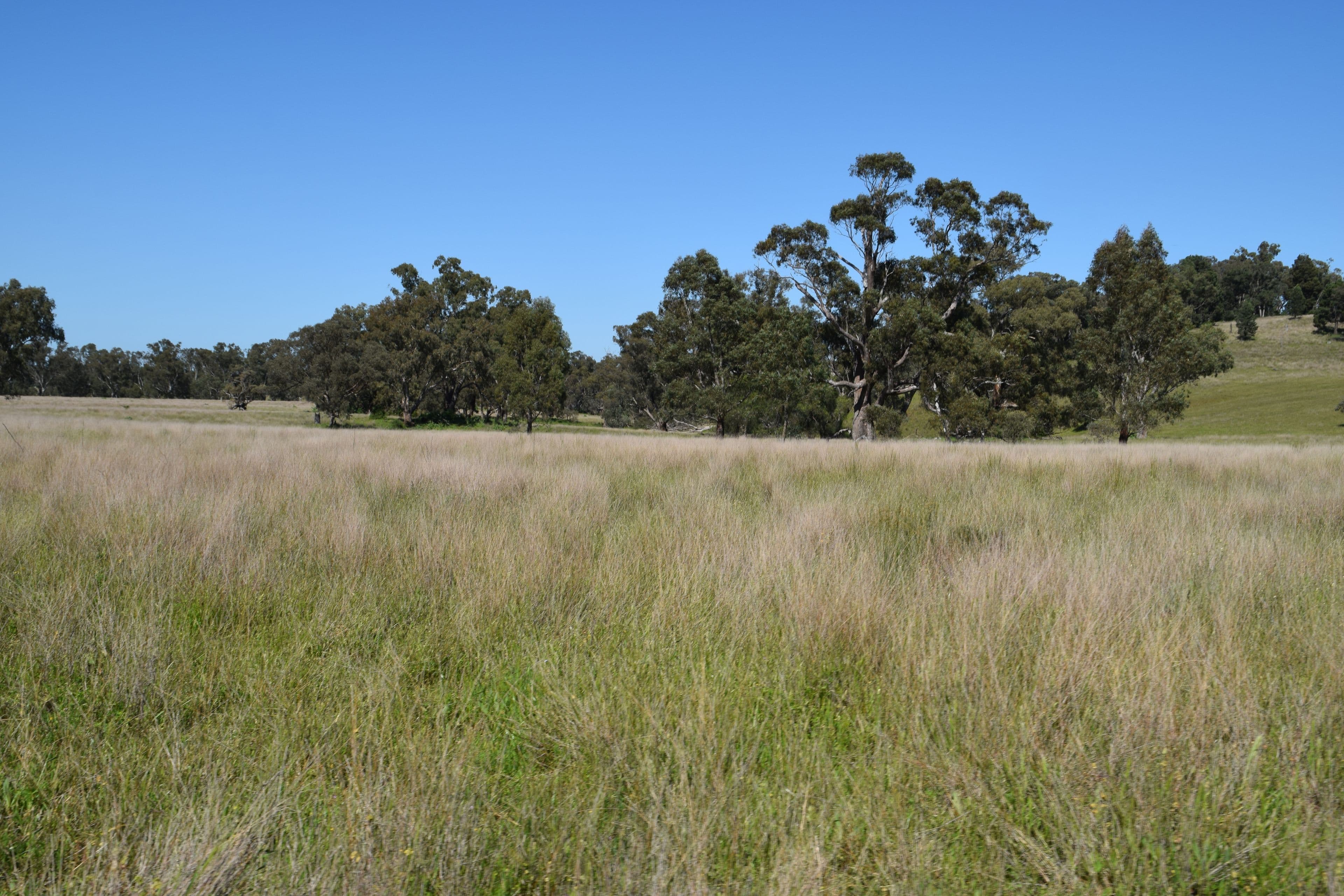 'Marrington East' Mendooran Road, Dubbo NSW 2830, Dubbo - Thumbnail 6