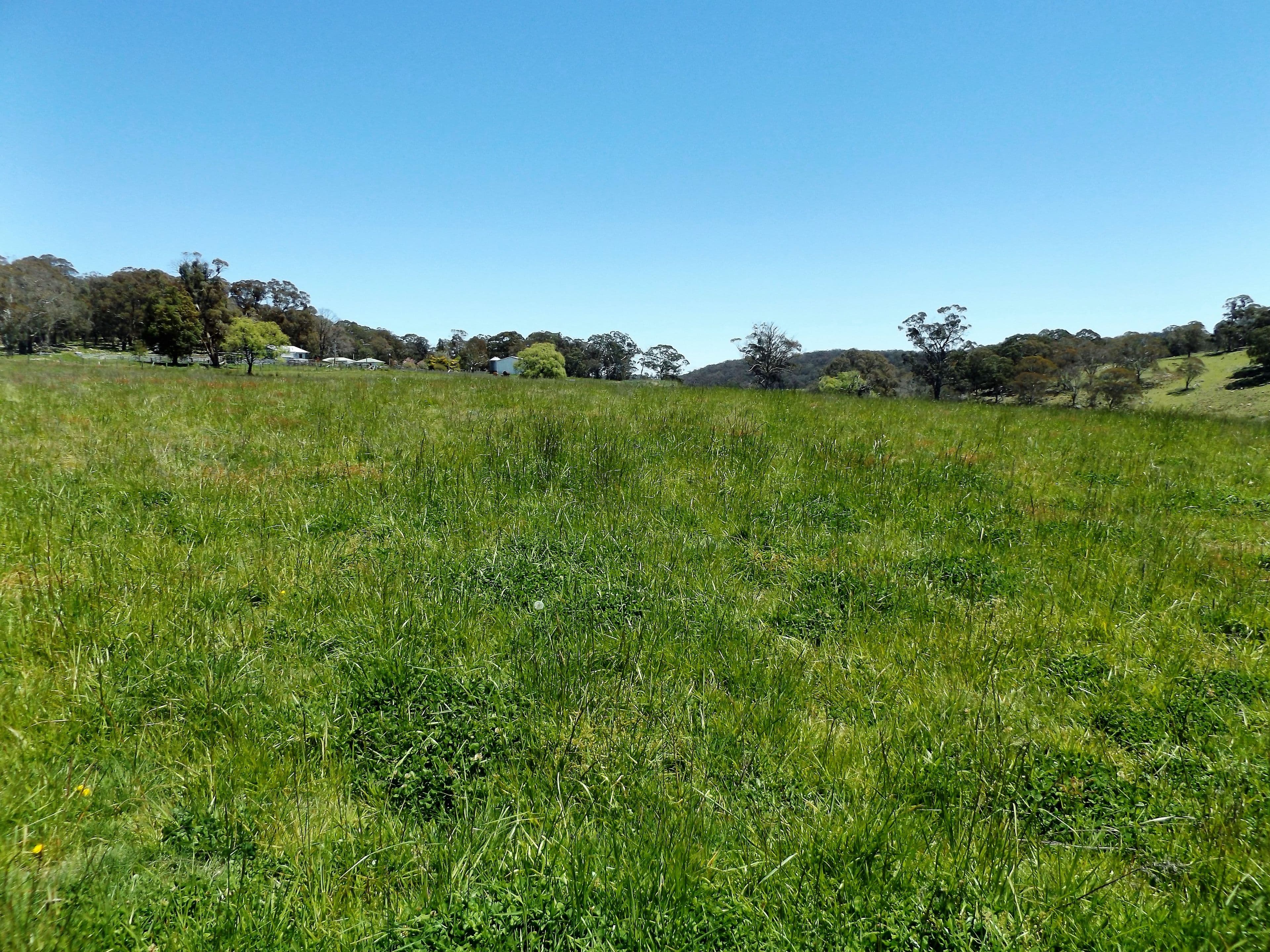 2110 Shannon Vale Road, Glen Innes NSW 2370, Glen Innes - Thumbnail 4