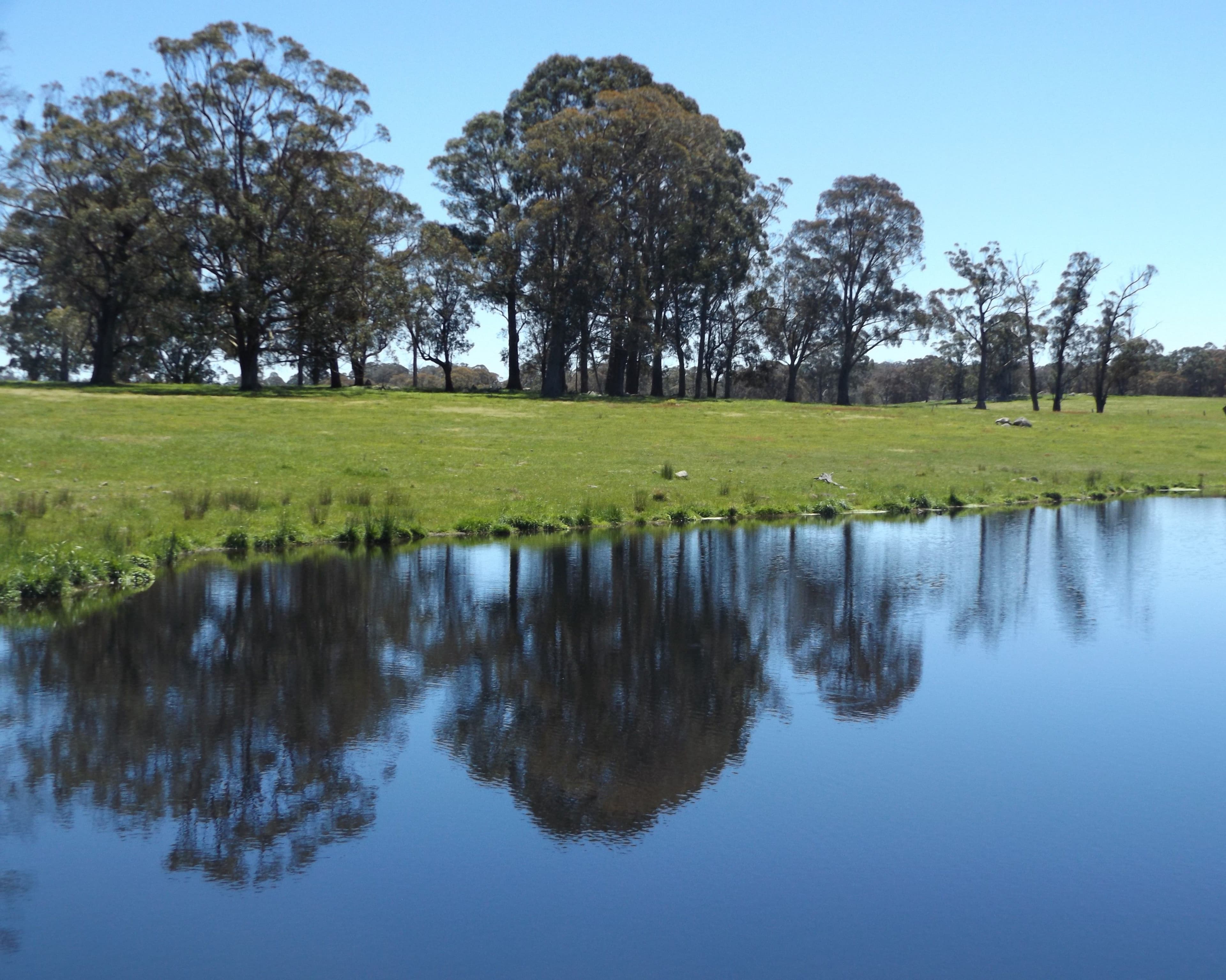 2110 Shannon Vale Road, Glen Innes NSW 2370, Glen Innes - Thumbnail 2