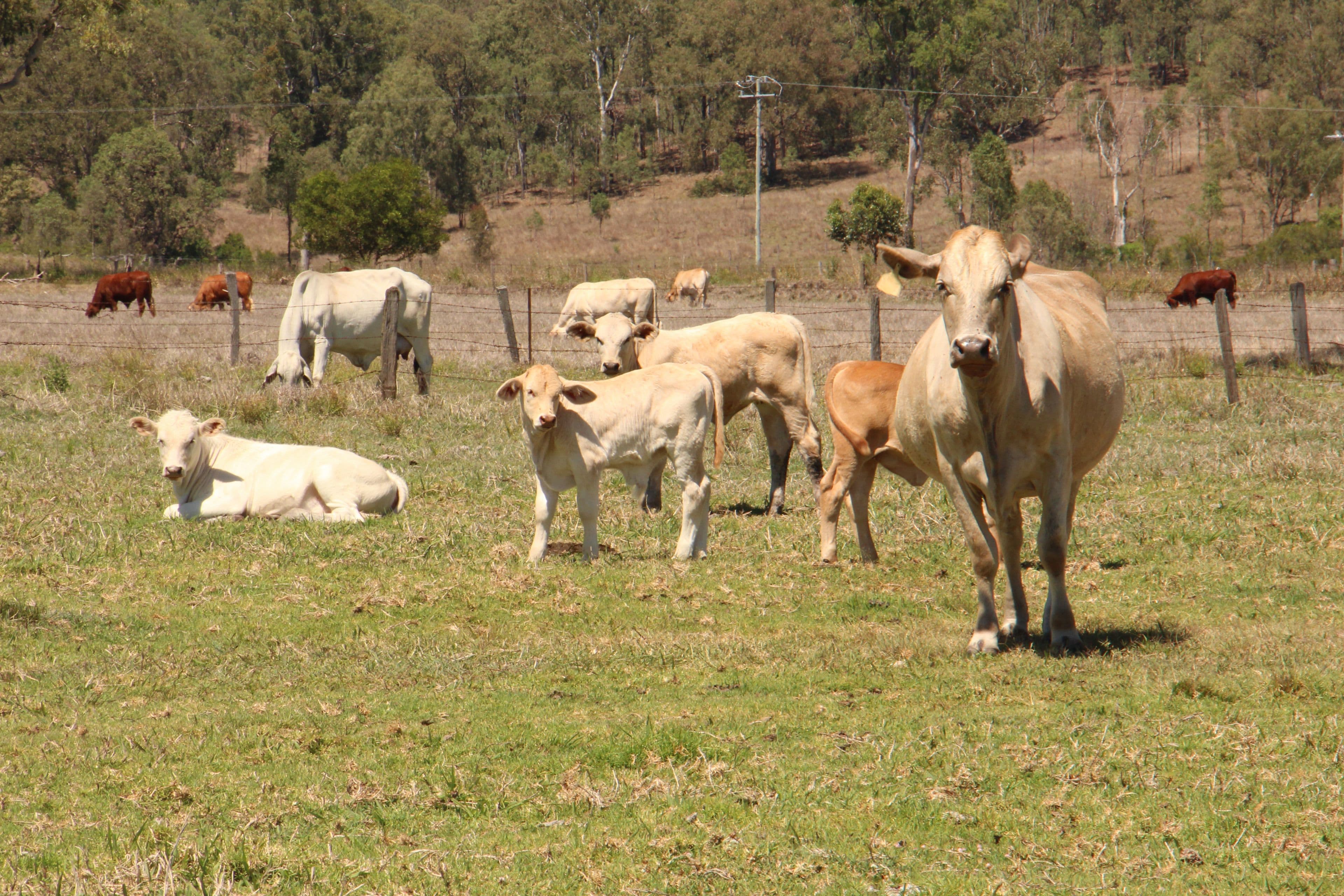 Beaudesert QLD 4285, Beaudesert - Thumbnail 6