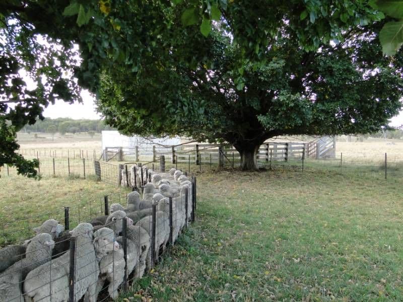 Nariel 754 Junction Road, Guyra NSW 2365, Guyra - Thumbnail 5