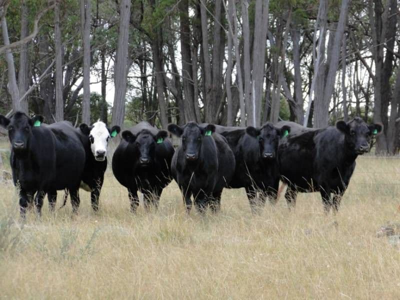 Nariel 754 Junction Road, Guyra NSW 2365, Guyra - Thumbnail 4