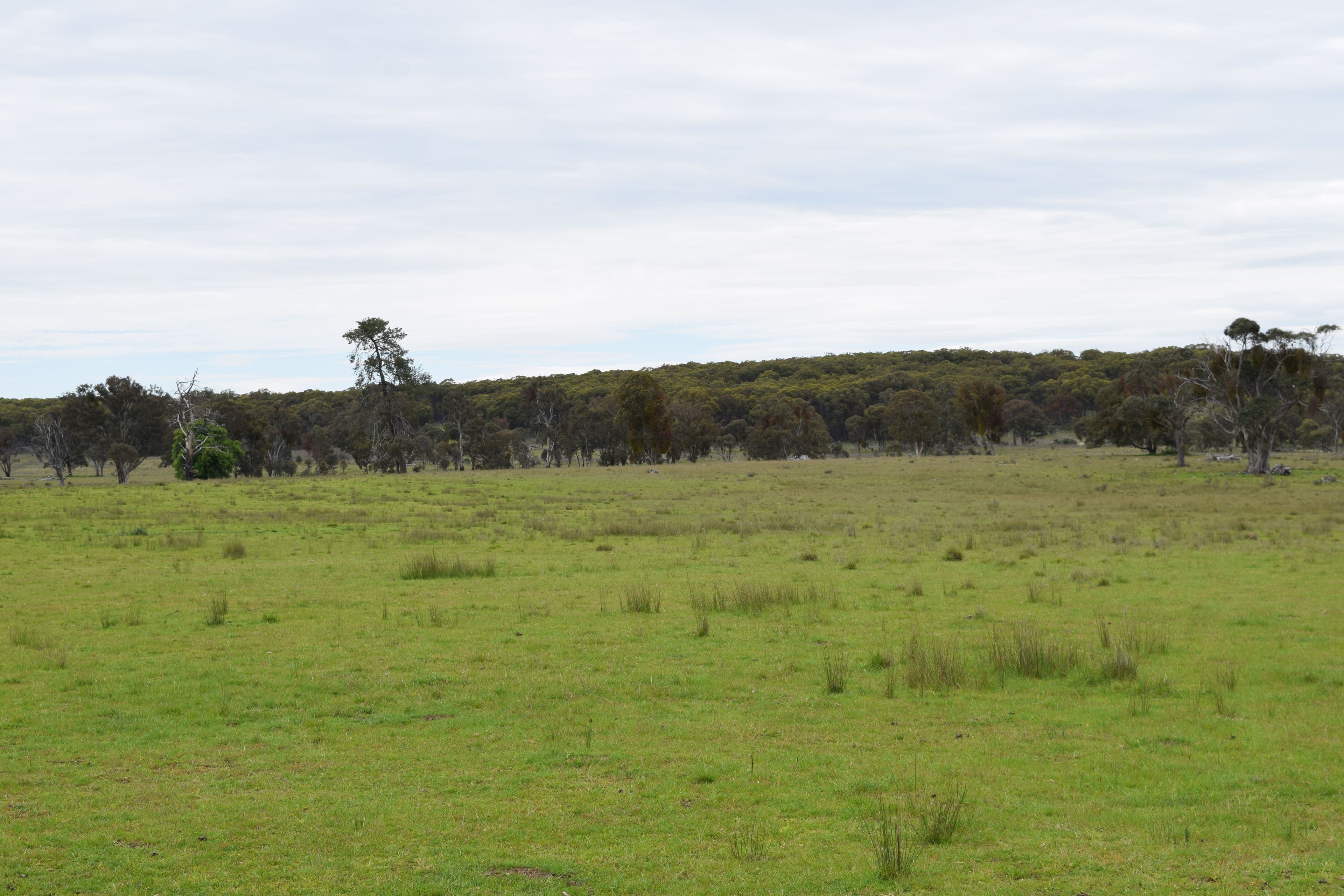Nariel 754 Junction Road, Guyra NSW 2365, Guyra - Thumbnail 6