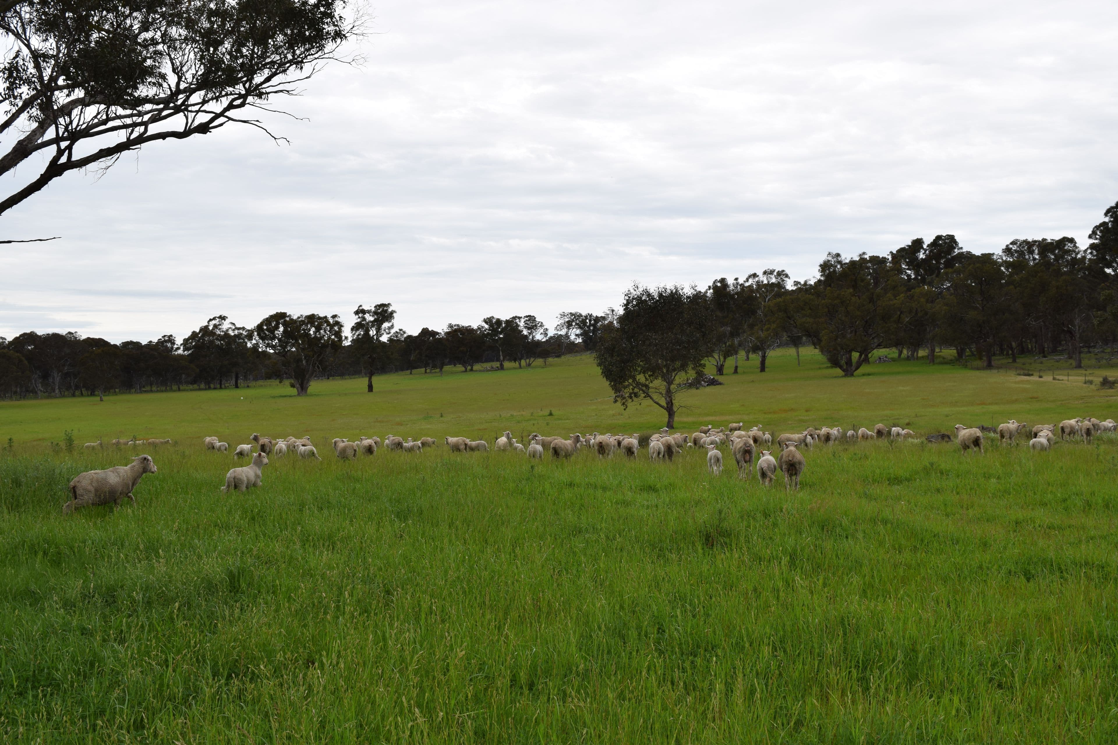 Nariel 754 Junction Road, Guyra NSW 2365, Guyra - Thumbnail 3