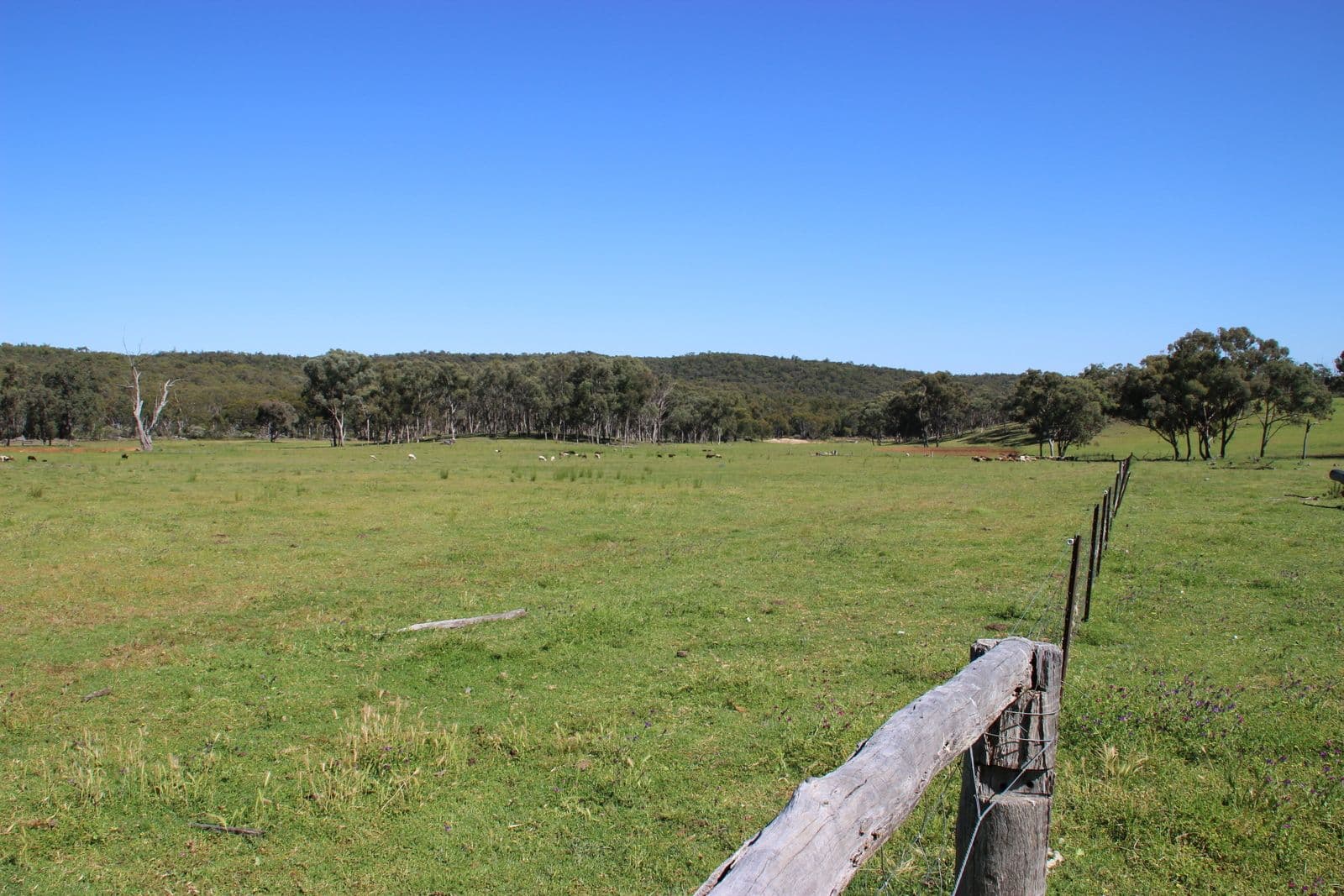 40 DOWNS TOTHILLS Road, Coonabarabran NSW 2357, Coonabarabran - Thumbnail 7