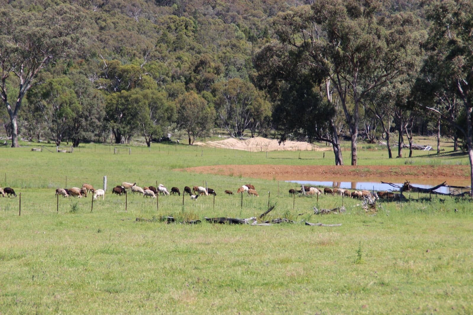 40 DOWNS TOTHILLS Road, Coonabarabran NSW 2357, Coonabarabran - Thumbnail 4