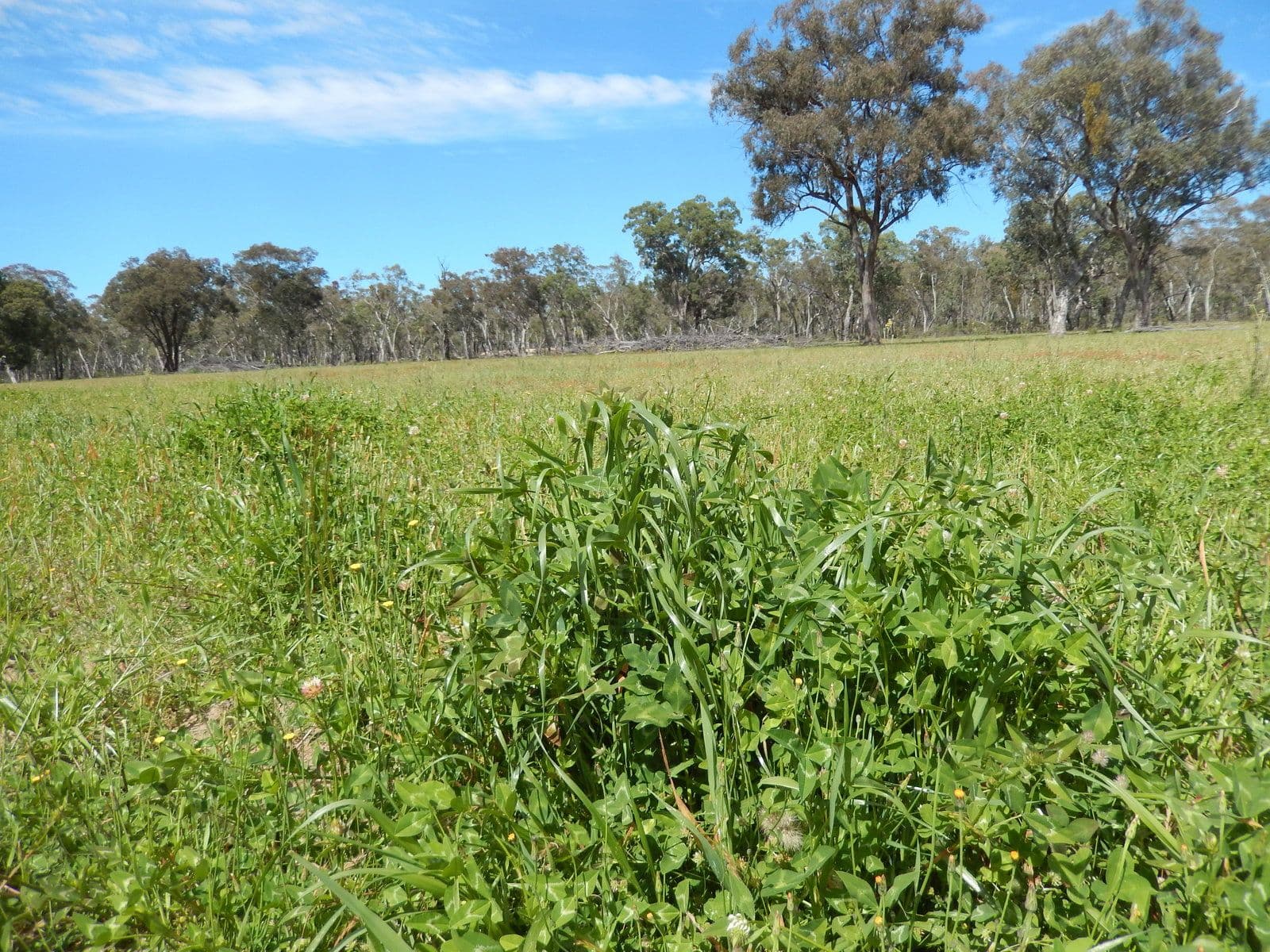 40 DOWNS TOTHILLS Road, Coonabarabran NSW 2357, Coonabarabran - Thumbnail 6