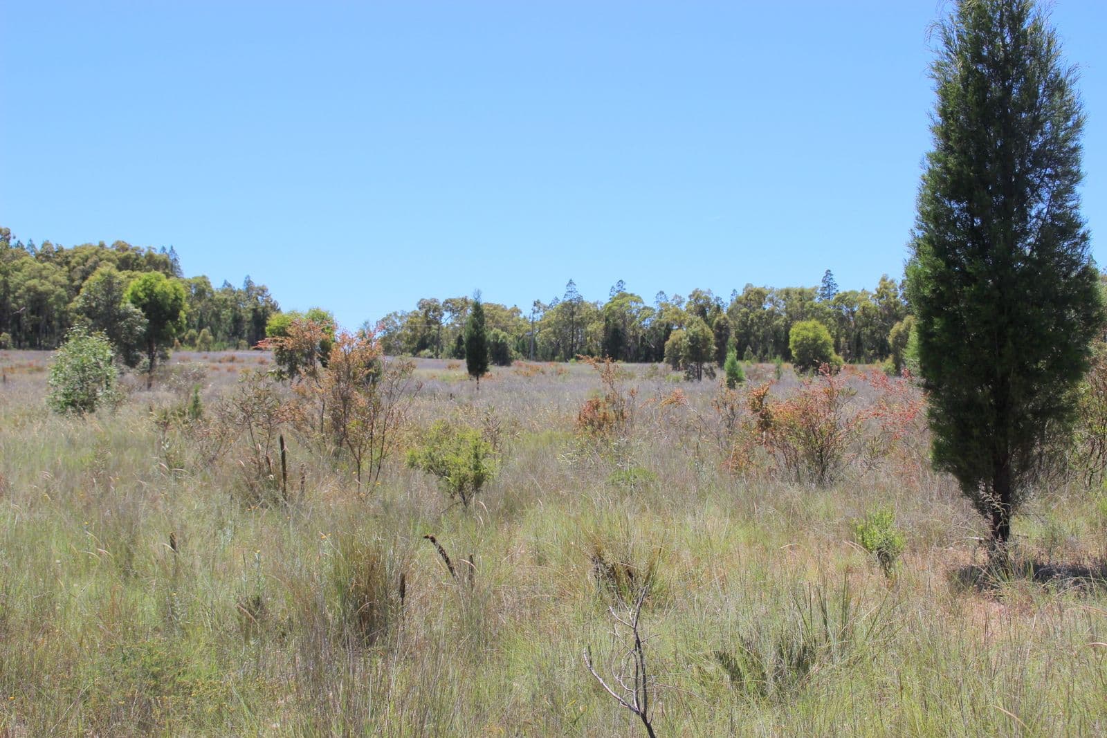 93 EAGLEVIEW Road, Coonabarabran NSW 2357, Coonabarabran - Thumbnail 6