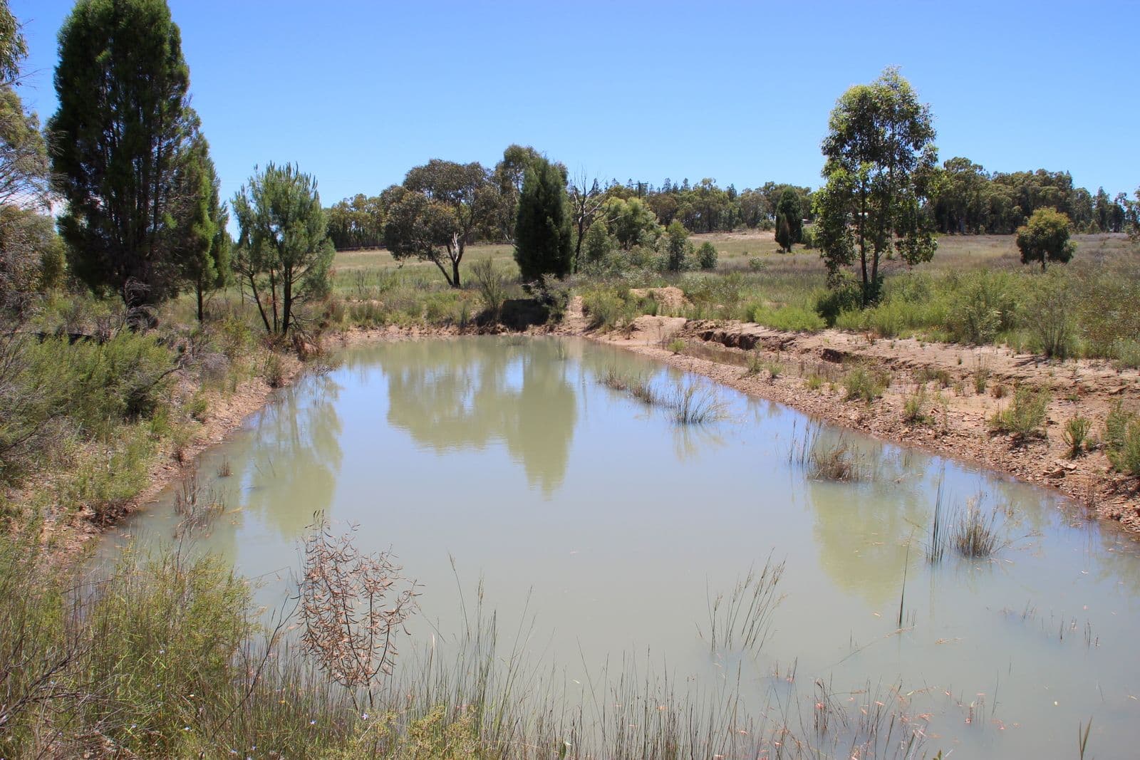 93 EAGLEVIEW Road, Coonabarabran NSW 2357, Coonabarabran - Thumbnail 4