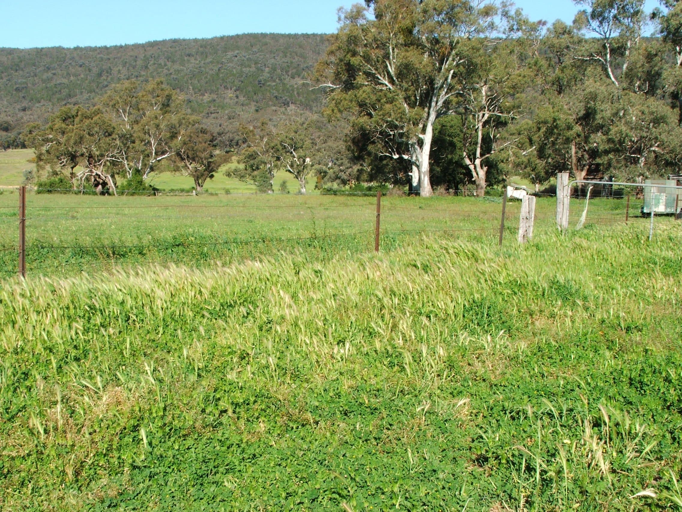 281 Bang Bang Road, Koorawatha NSW 2807, Koorawatha - Thumbnail 8