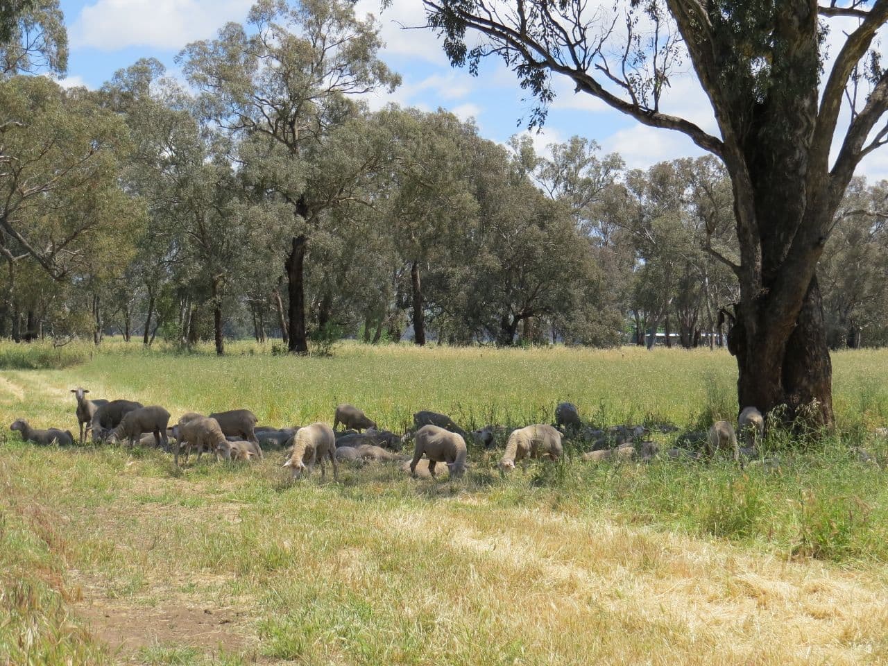 281 Bang Bang Road, Koorawatha NSW 2807, Koorawatha - Thumbnail 3