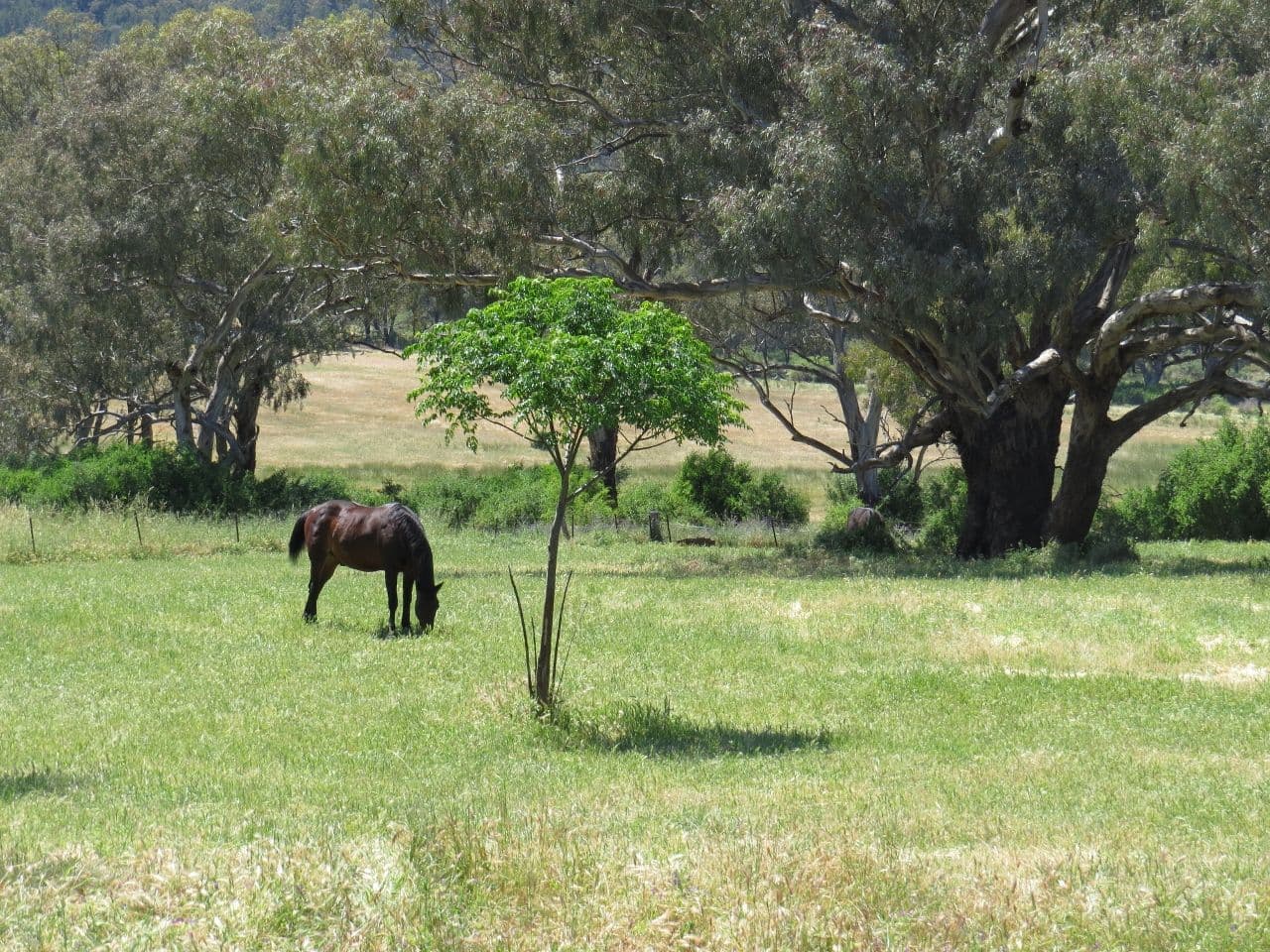 281 Bang Bang Road, Koorawatha NSW 2807, Koorawatha - Thumbnail 4