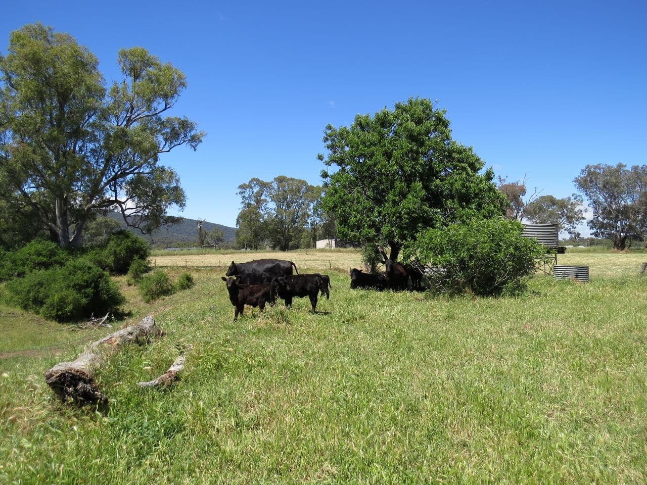 281 Bang Bang Road, Koorawatha NSW 2807, Koorawatha - Thumbnail 5