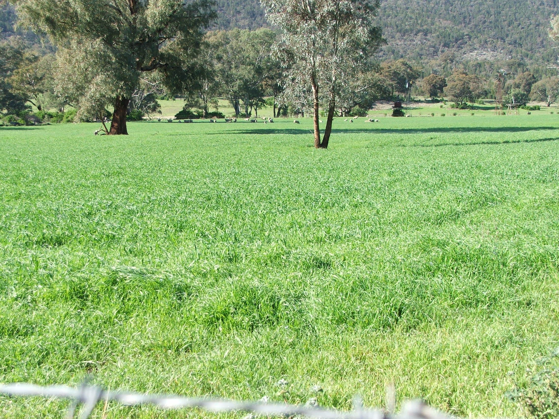 281 Bang Bang Road, Koorawatha NSW 2807, Koorawatha - Thumbnail 2