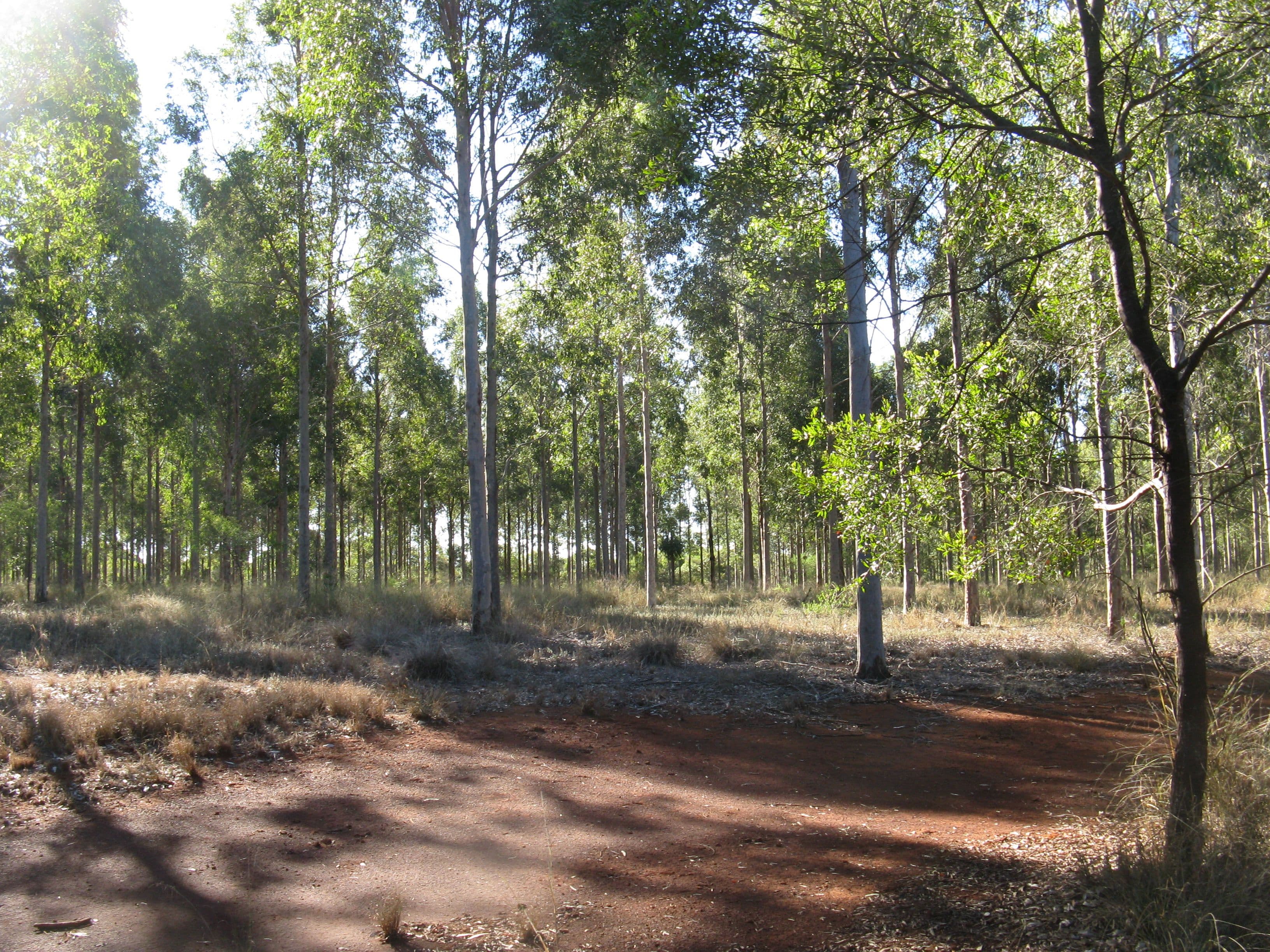 Lot 209 Stalworth Road, Proston QLD 4613, Proston - Thumbnail 3