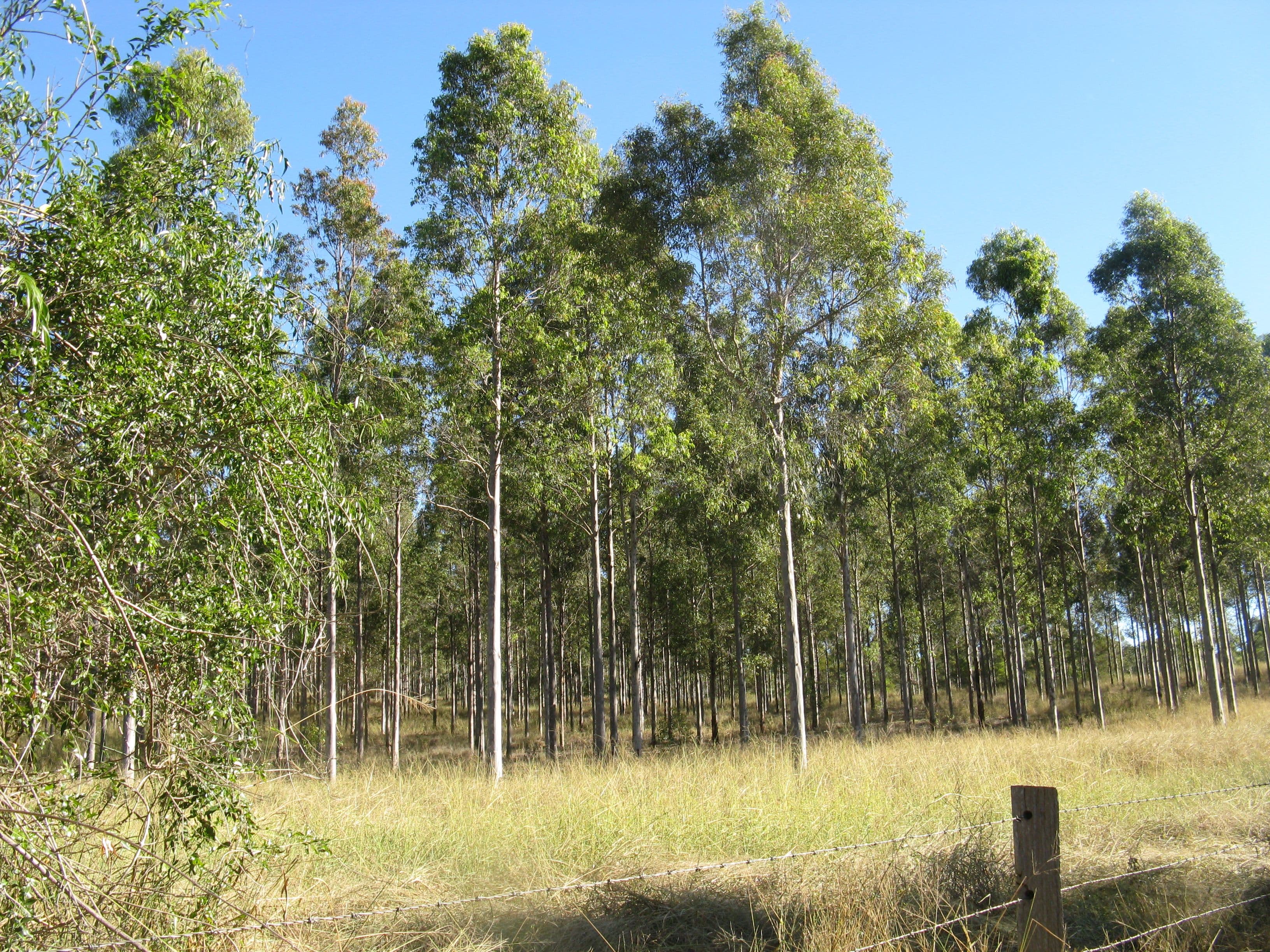 Lot 209 Stalworth Road, Proston QLD 4613, Proston - Thumbnail 2
