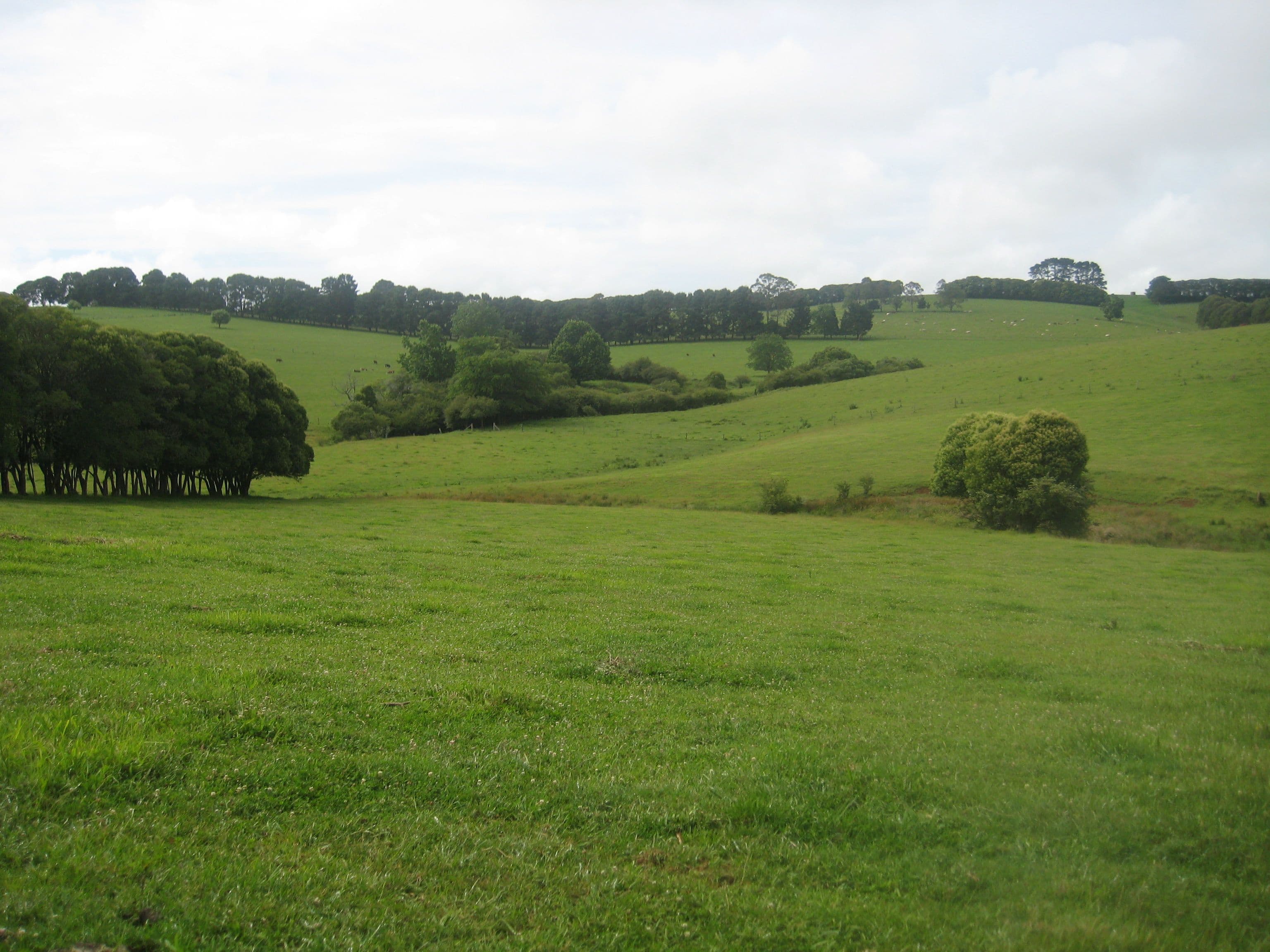 55 Old Coast Road, Dorrigo NSW 2453, Dorrigo - Thumbnail 2