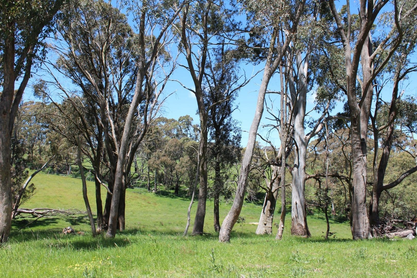 153 Sewells Creek Road, Oberon NSW 2787, Oberon - Thumbnail 7
