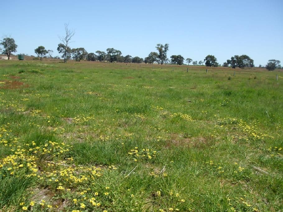 402 Broadview Road, Western Flat SA 5268, Western Flat - Image 1