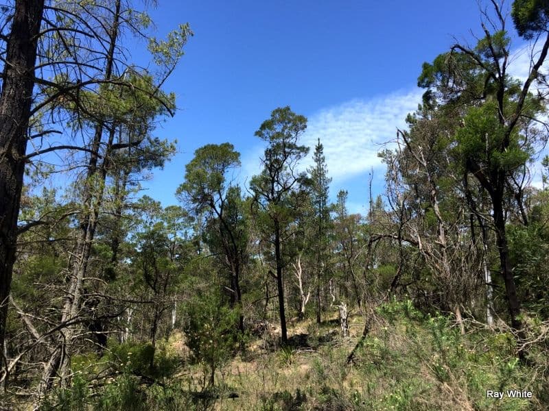 160 Nerriga Road, Braidwood NSW 2622, Braidwood - Thumbnail 4