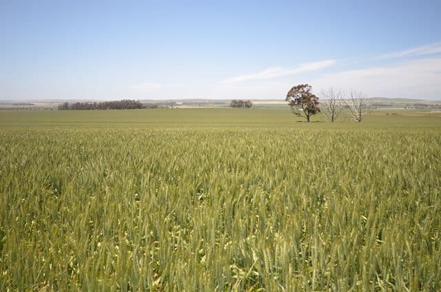 "Toringa" Toringa Road, Farrell Flat SA 5416, Farrell Flat - Image 1