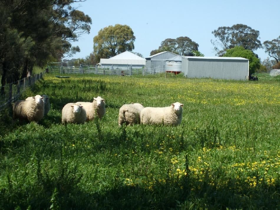 1036 Frances Road, Bordertown South SA 5268, Bordertown South - Thumbnail 2