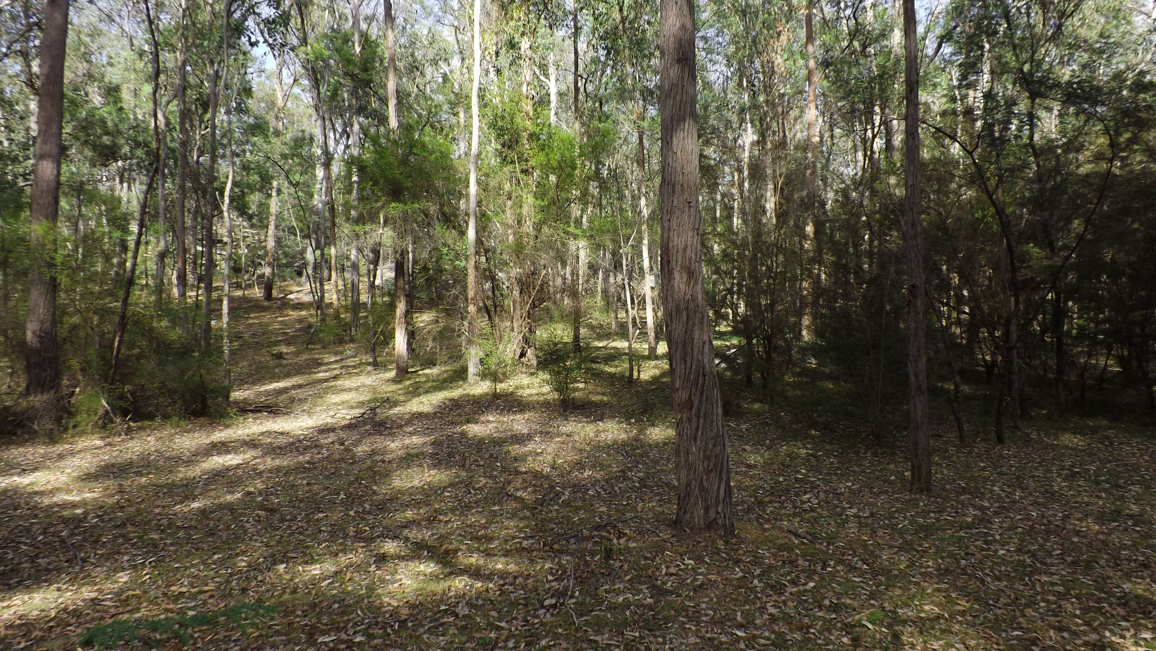 Lot 114 Commission Road, Howes Valley NSW 2330, Howes Valley - Thumbnail 7