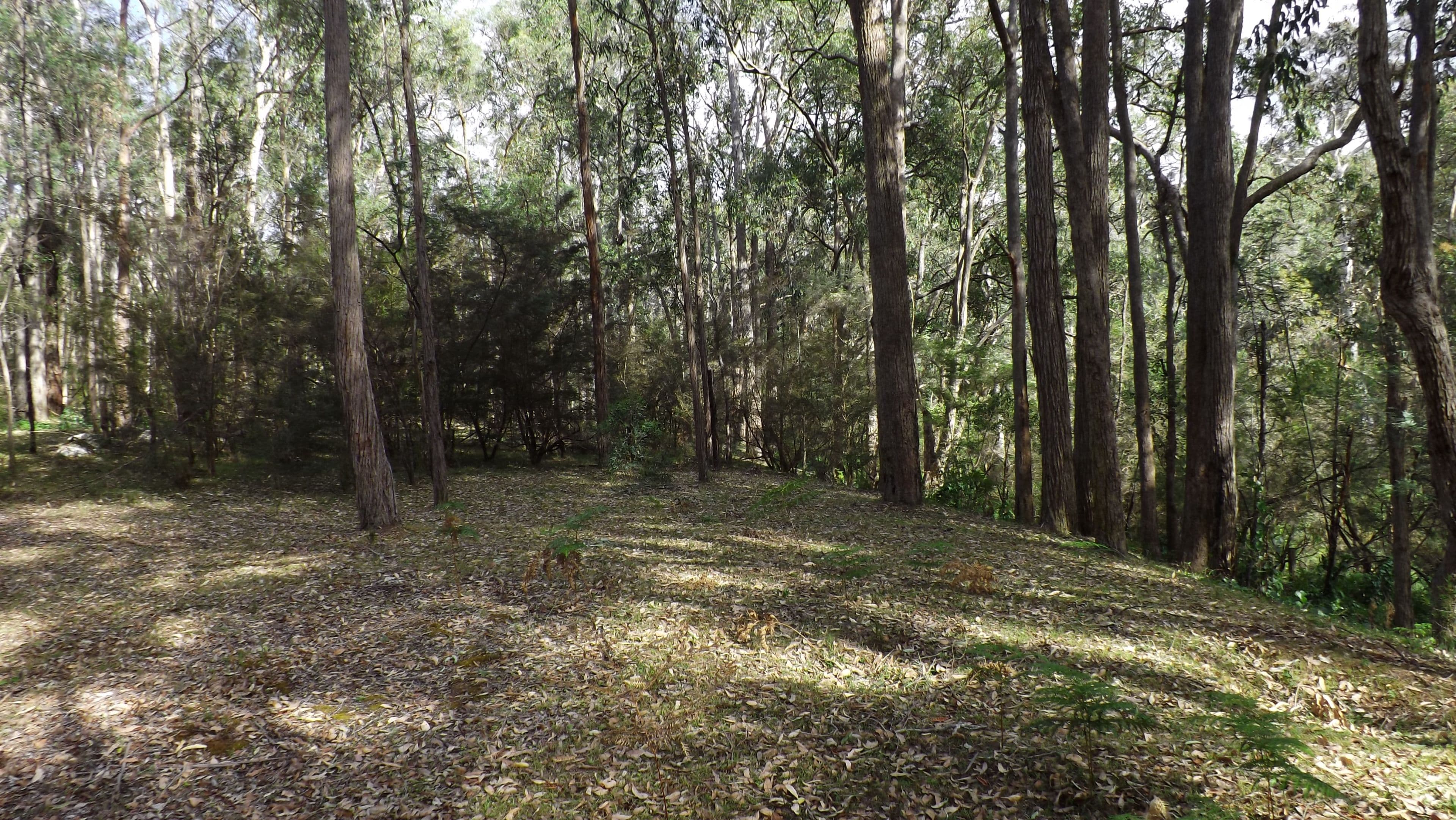 Lot 114 Commission Road, Howes Valley NSW 2330, Howes Valley - Thumbnail 5