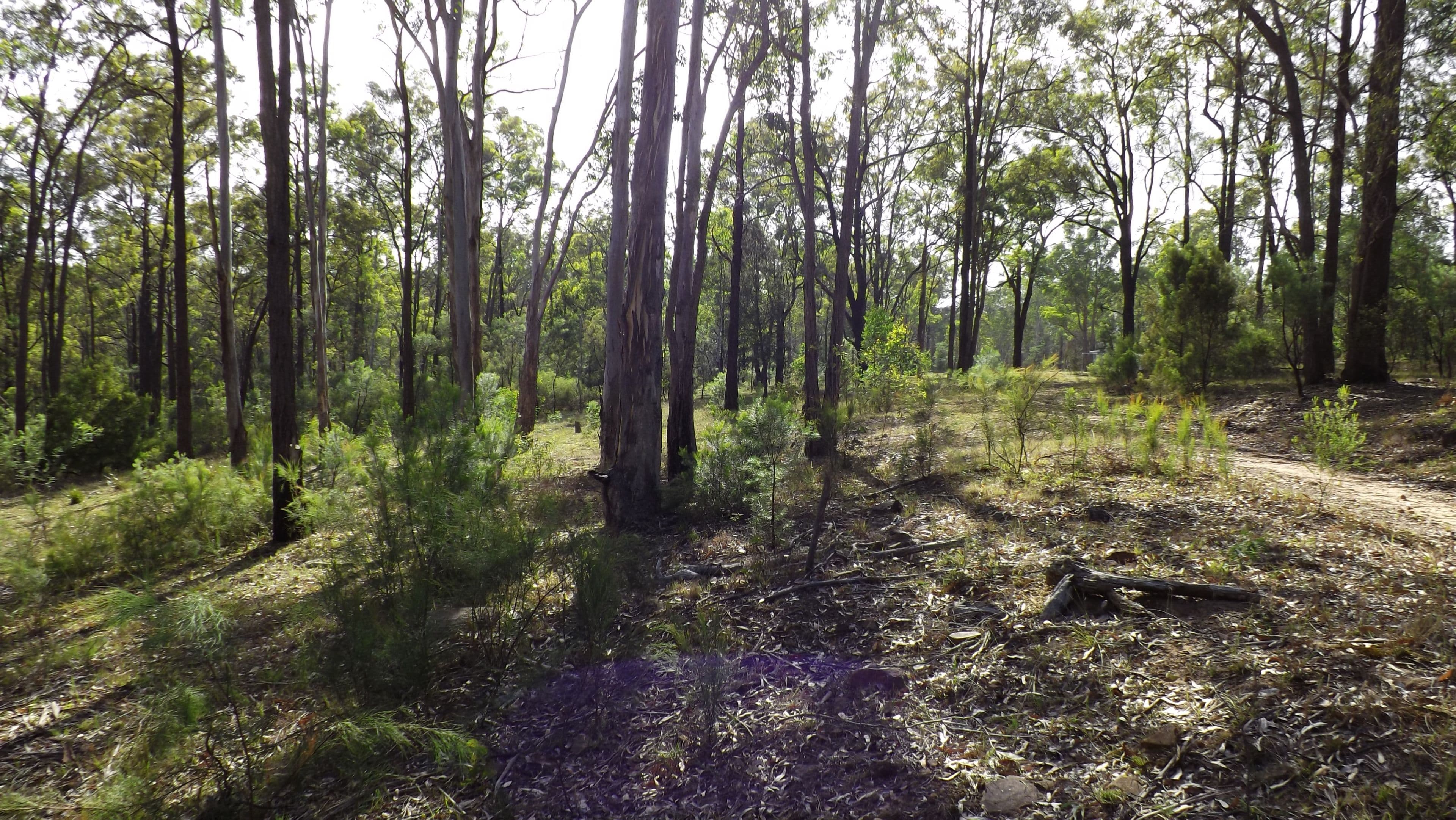 Lot 114 Commission Road, Howes Valley NSW 2330, Howes Valley - Thumbnail 8