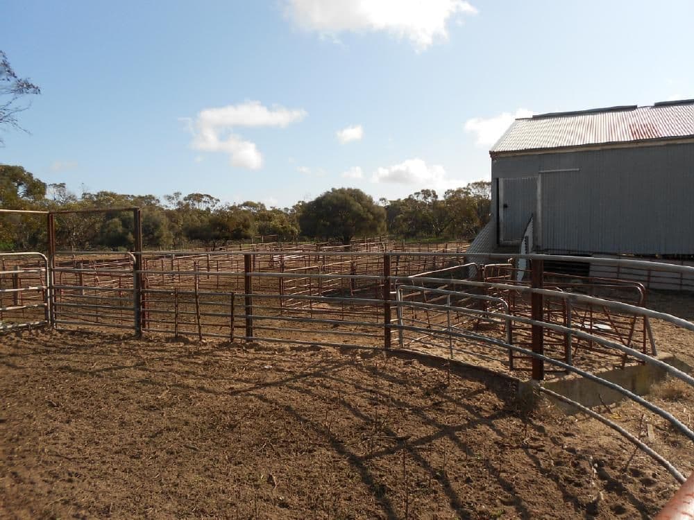 323 Hammat Road, Lameroo SA 5302, Lameroo - Thumbnail 2
