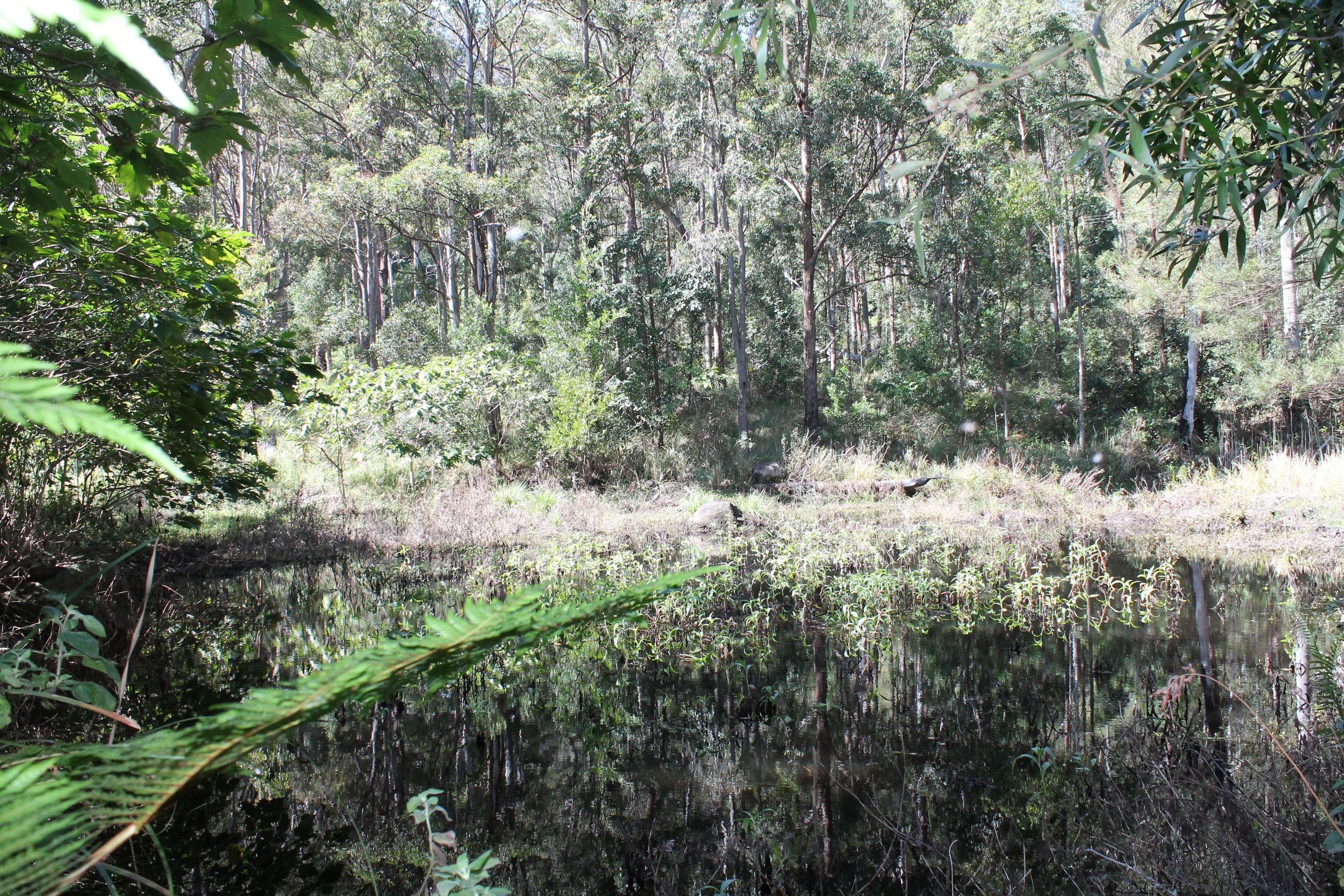 905c main Western Road, Tamborine Mountain QLD 4272, Tamborine Mountain - Thumbnail 3
