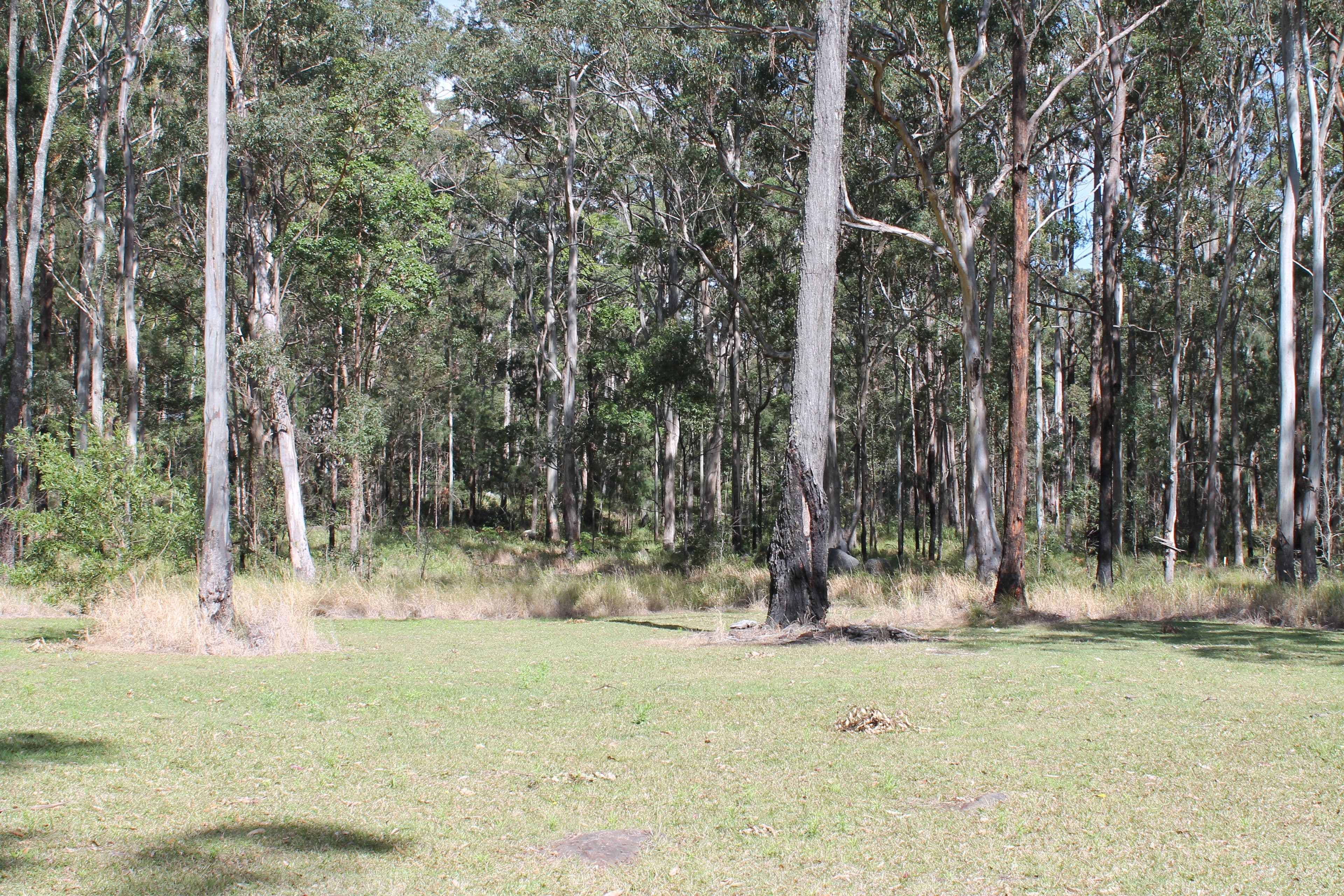 905c main Western Road, Tamborine Mountain QLD 4272, Tamborine Mountain - Thumbnail 6