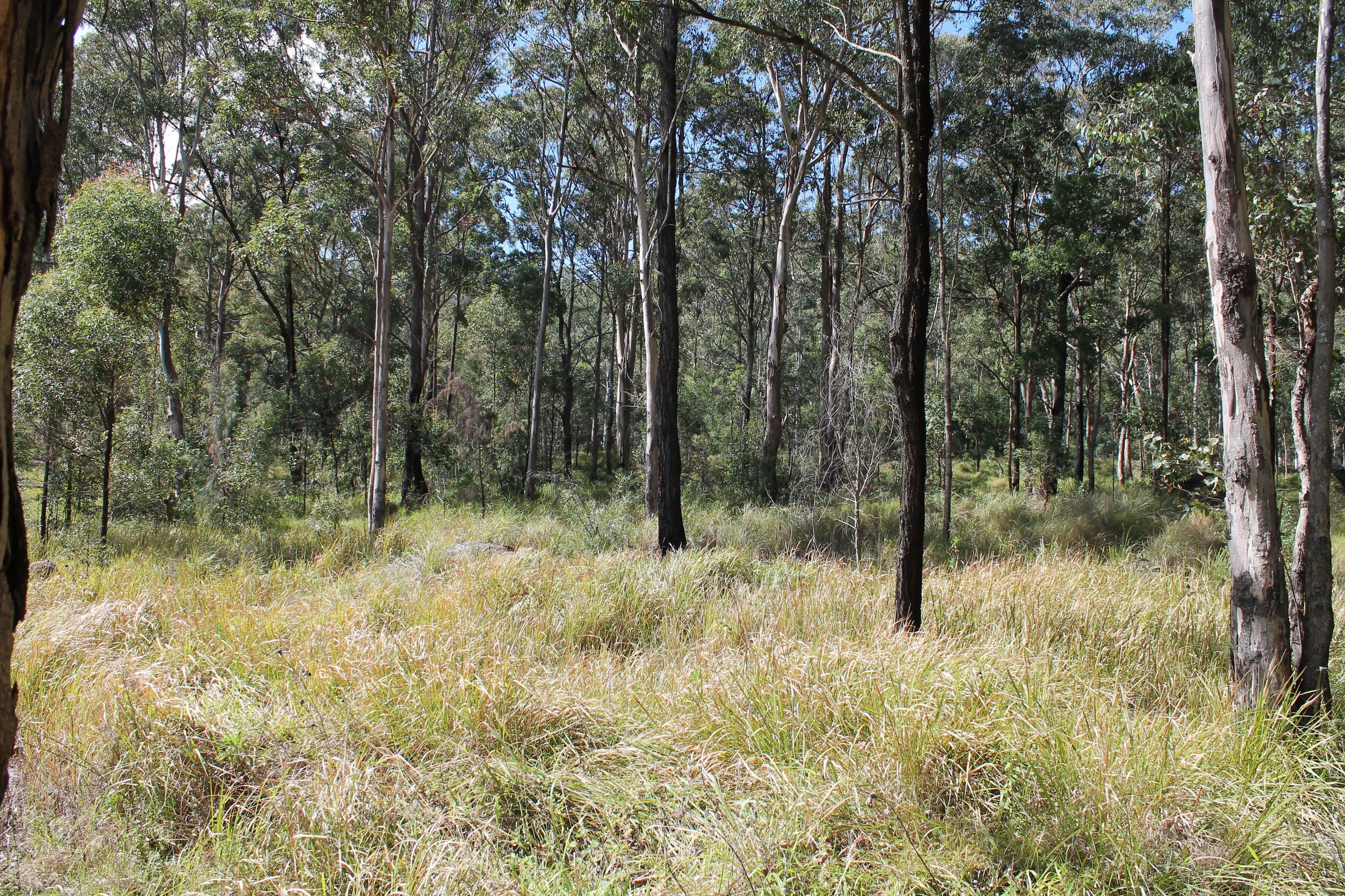 905c main Western Road, Tamborine Mountain QLD 4272, Tamborine Mountain - Thumbnail 8