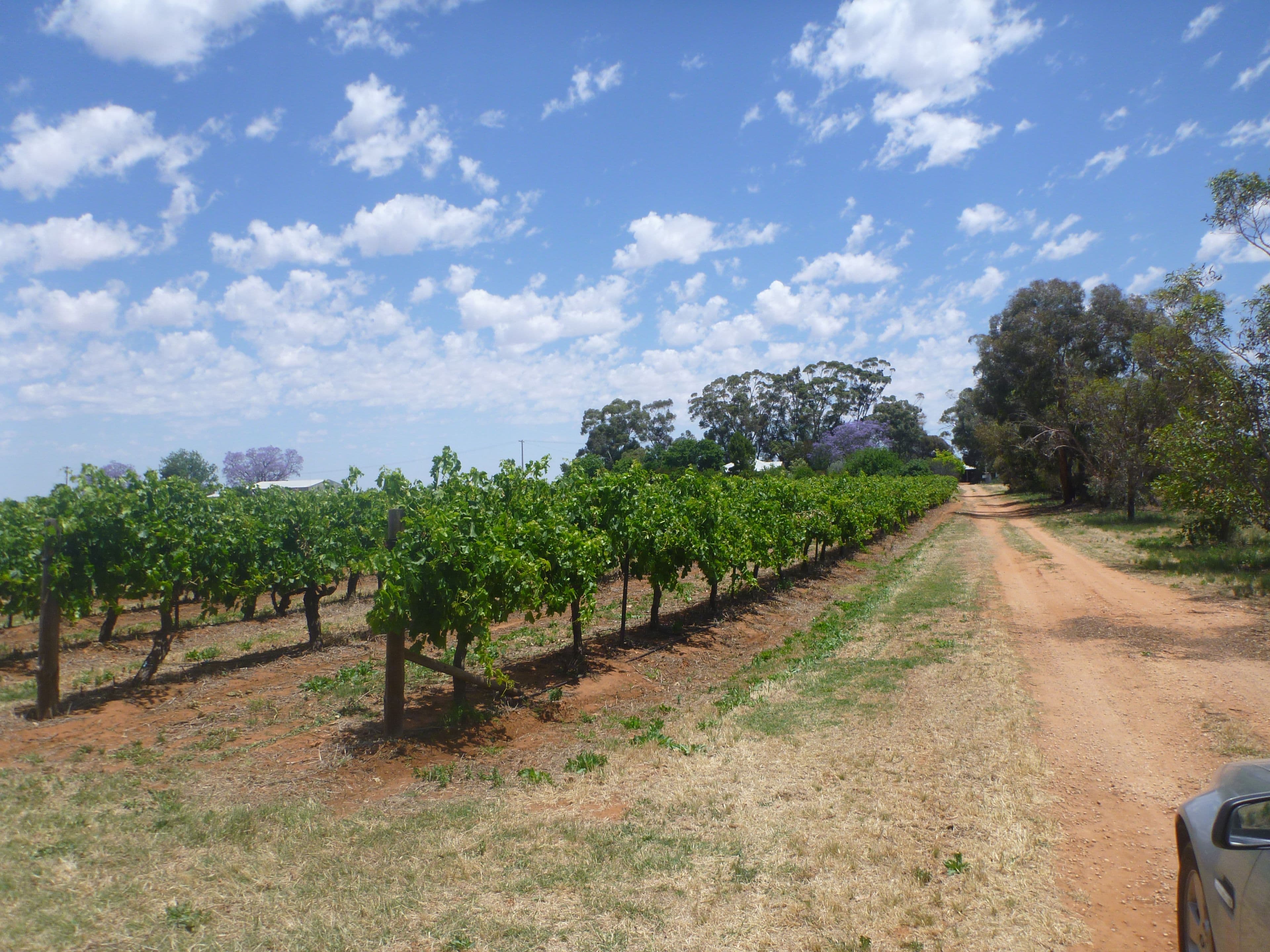328 Coorong Avenue, Red Cliffs VIC 3496, Red Cliffs - Thumbnail 5