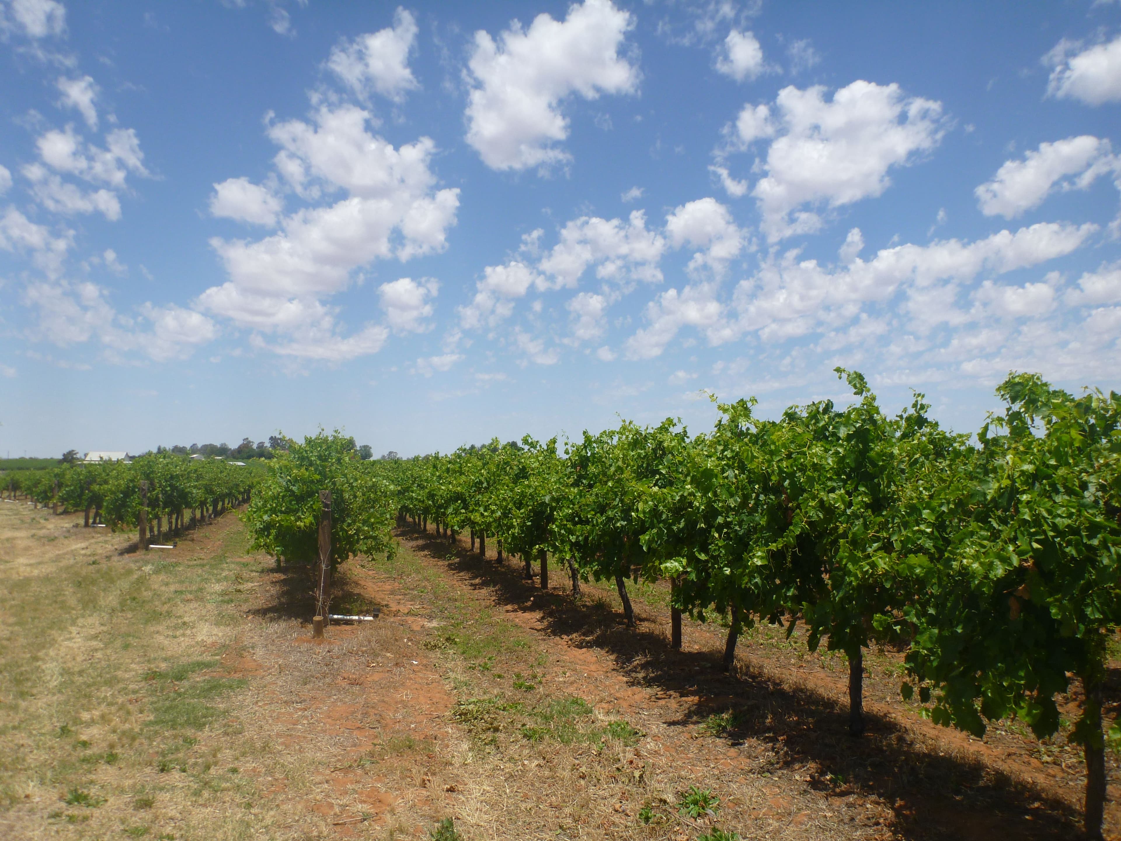 328 Coorong Avenue, Red Cliffs VIC 3496, Red Cliffs - Thumbnail 2