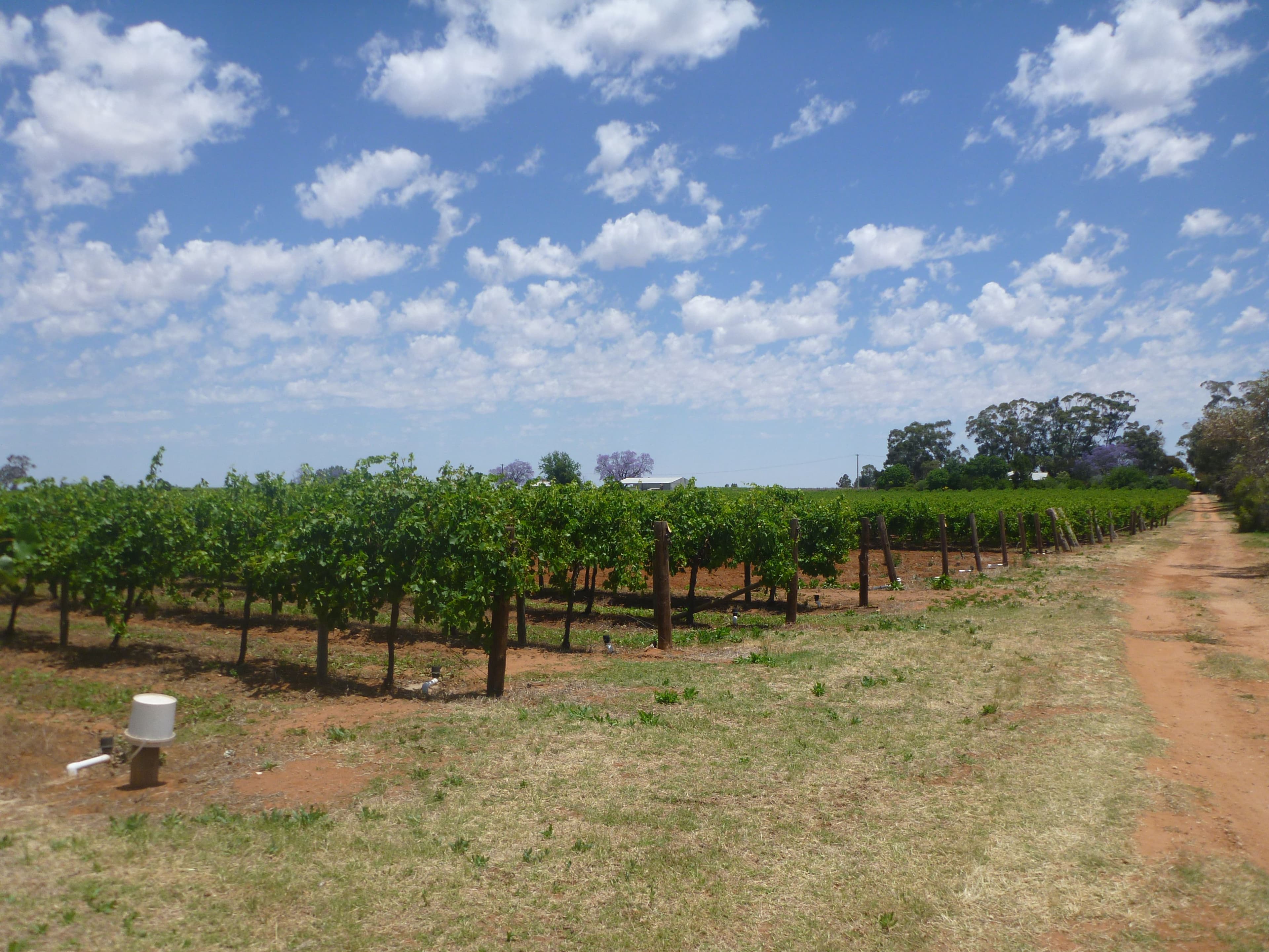 328 Coorong Avenue, Red Cliffs VIC 3496, Red Cliffs - Thumbnail 3