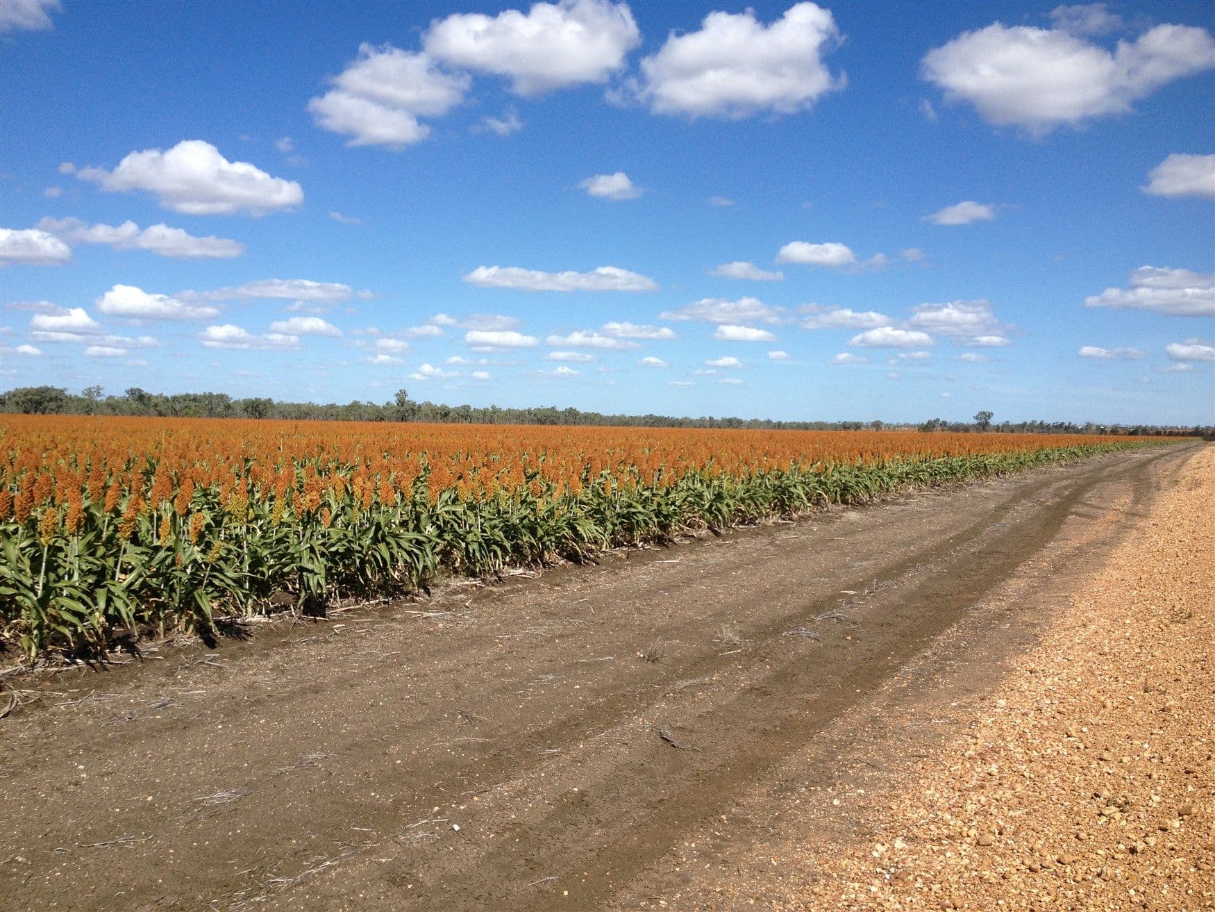 Matilda Downs Bonnie Doon Road, Capella QLD 4723, Capella - Thumbnail 6
