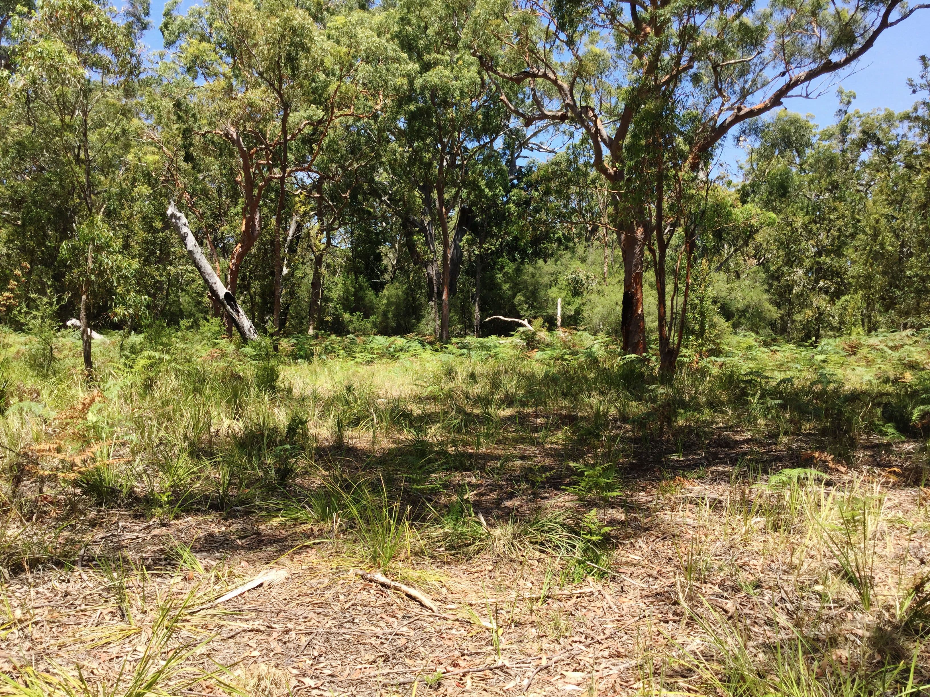 Lot 17 Nardoo Street, Pindimar NSW 2324, Pindimar - Thumbnail 5