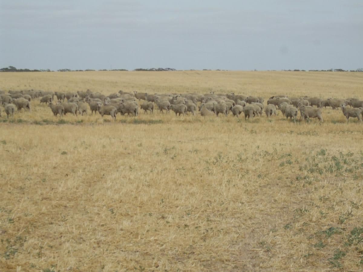 Lot 13 Oaks Road, Pinnaroo SA 5304, Pinnaroo - Thumbnail 4