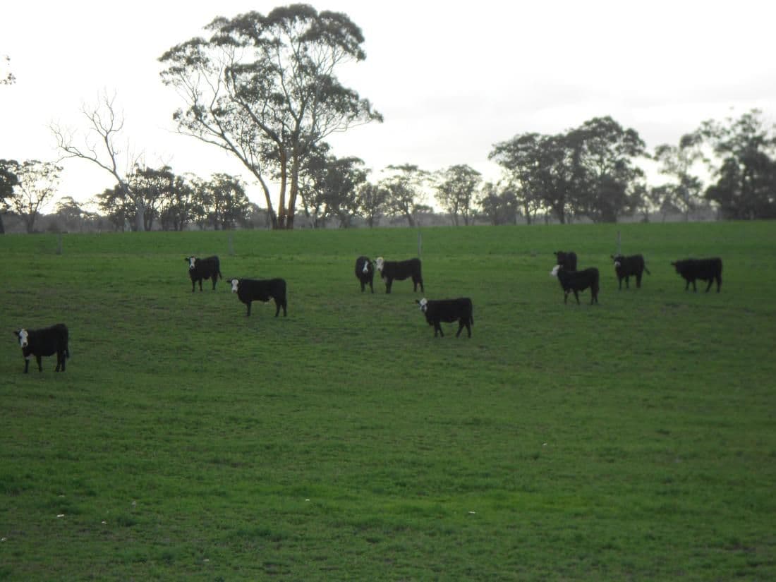 1760 Cadgee Road, Naracoorte SA 5271, Naracoorte - Thumbnail 2